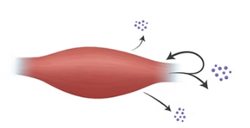 Schematische Darstellung eines Muskels, der Nervenimpulse sendet, mit Pfeilen, die die Bewegung der Impulse zeigen.