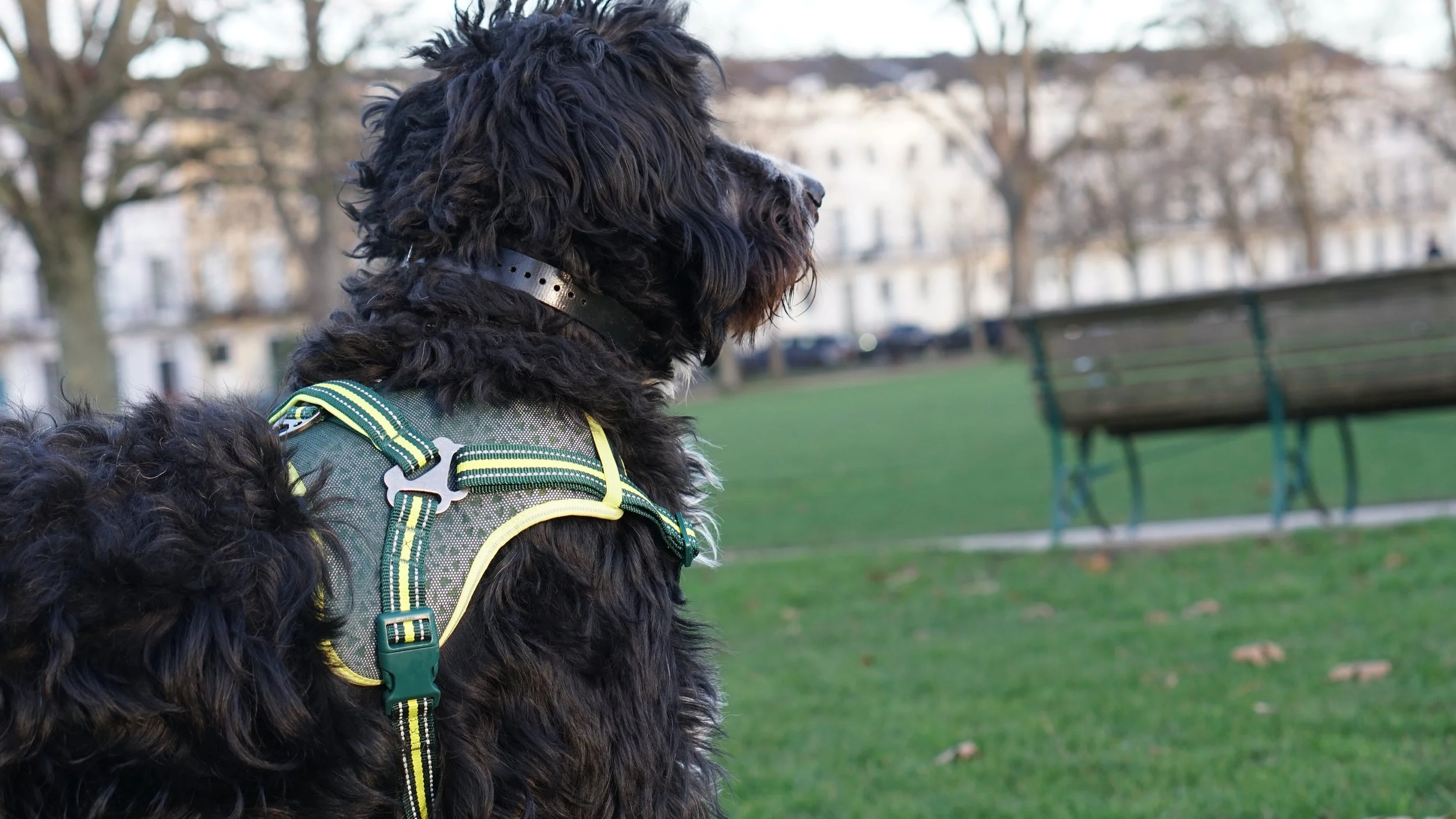 Well trained Bernese Mountain Dog, Poodle Mix looking at other dogs