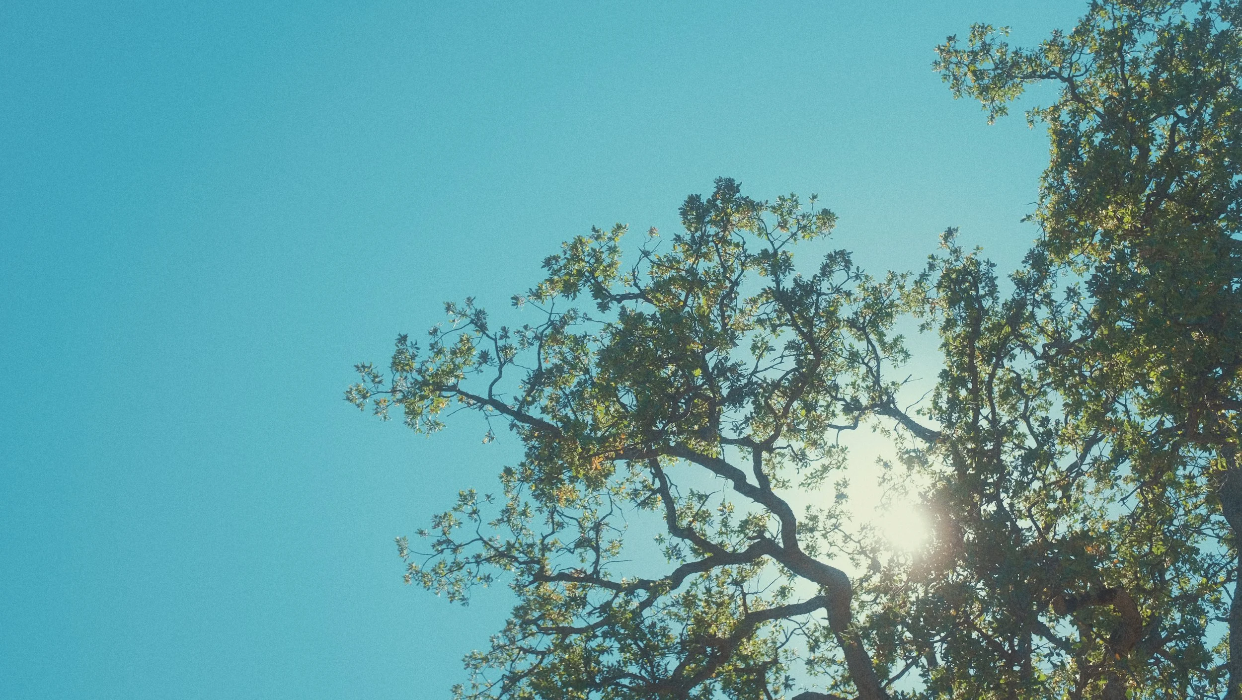 Rayons du soleil derrière des branches d'arbre au sommet d'une forêt, ciel bleu clair