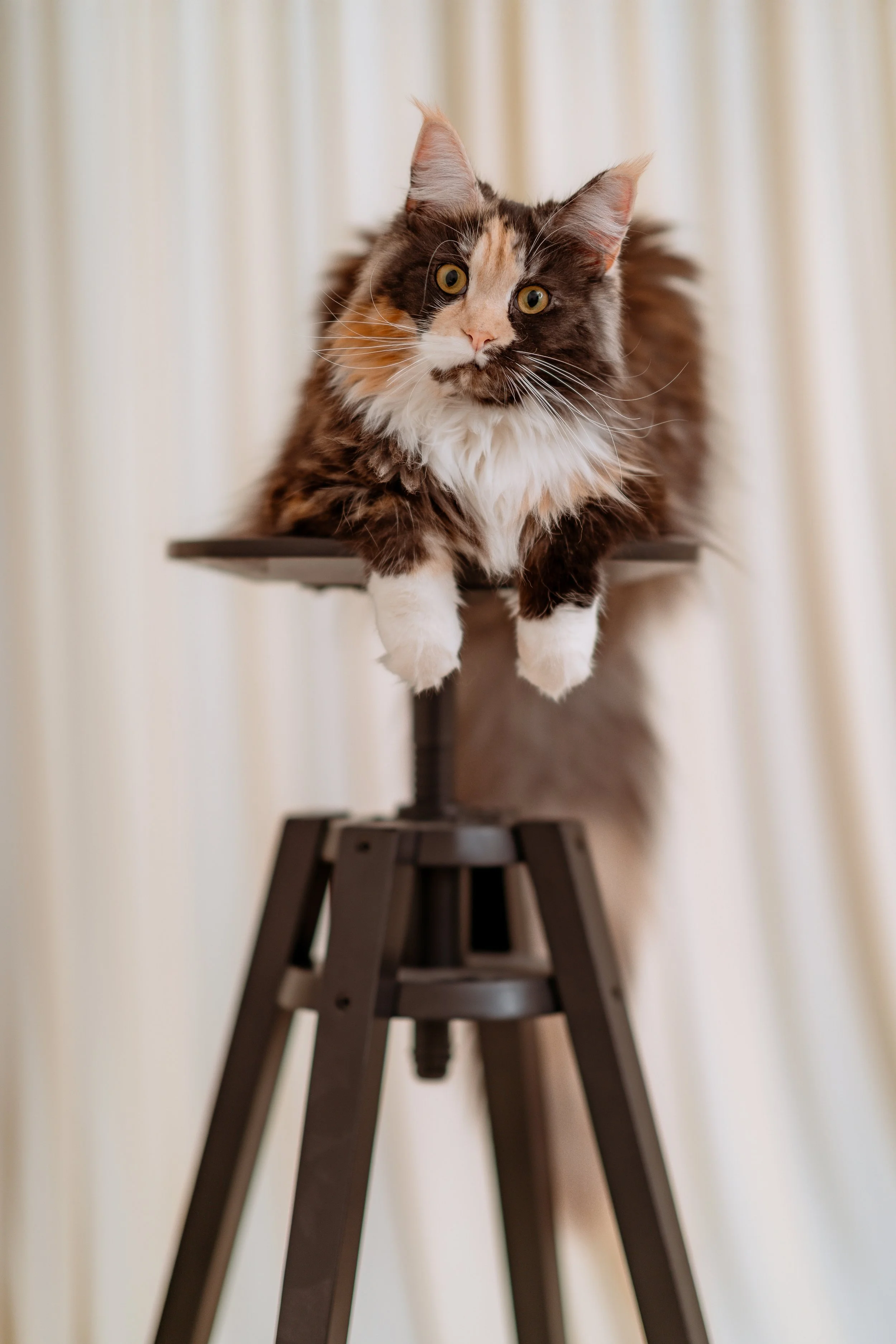 A fluffy calico cat lying on a stool with a beige curtain in the background.
