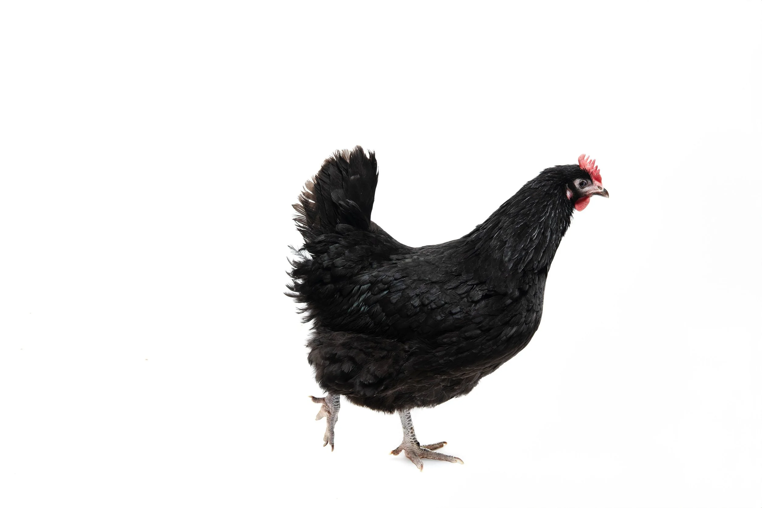 A black chicken with a red comb and wattles, standing against a white background.