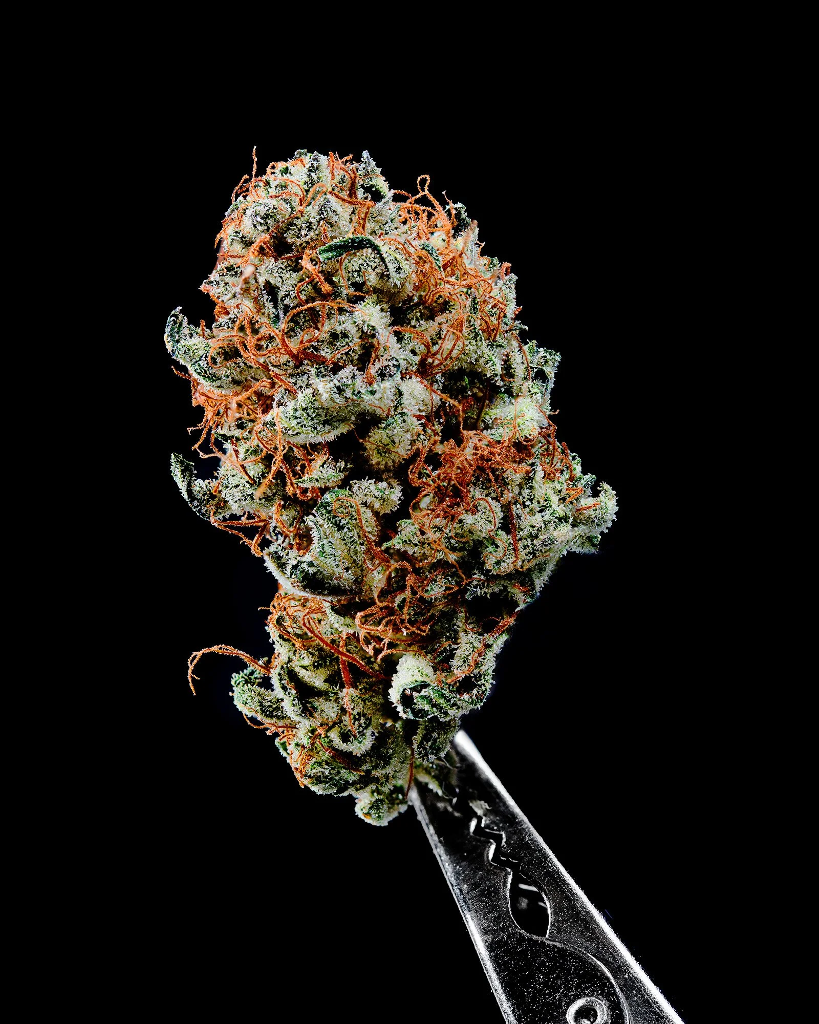 Close-up of a cannabis bud with orange hairs and frosty trichomes, held with a pair of scissors on a black background.