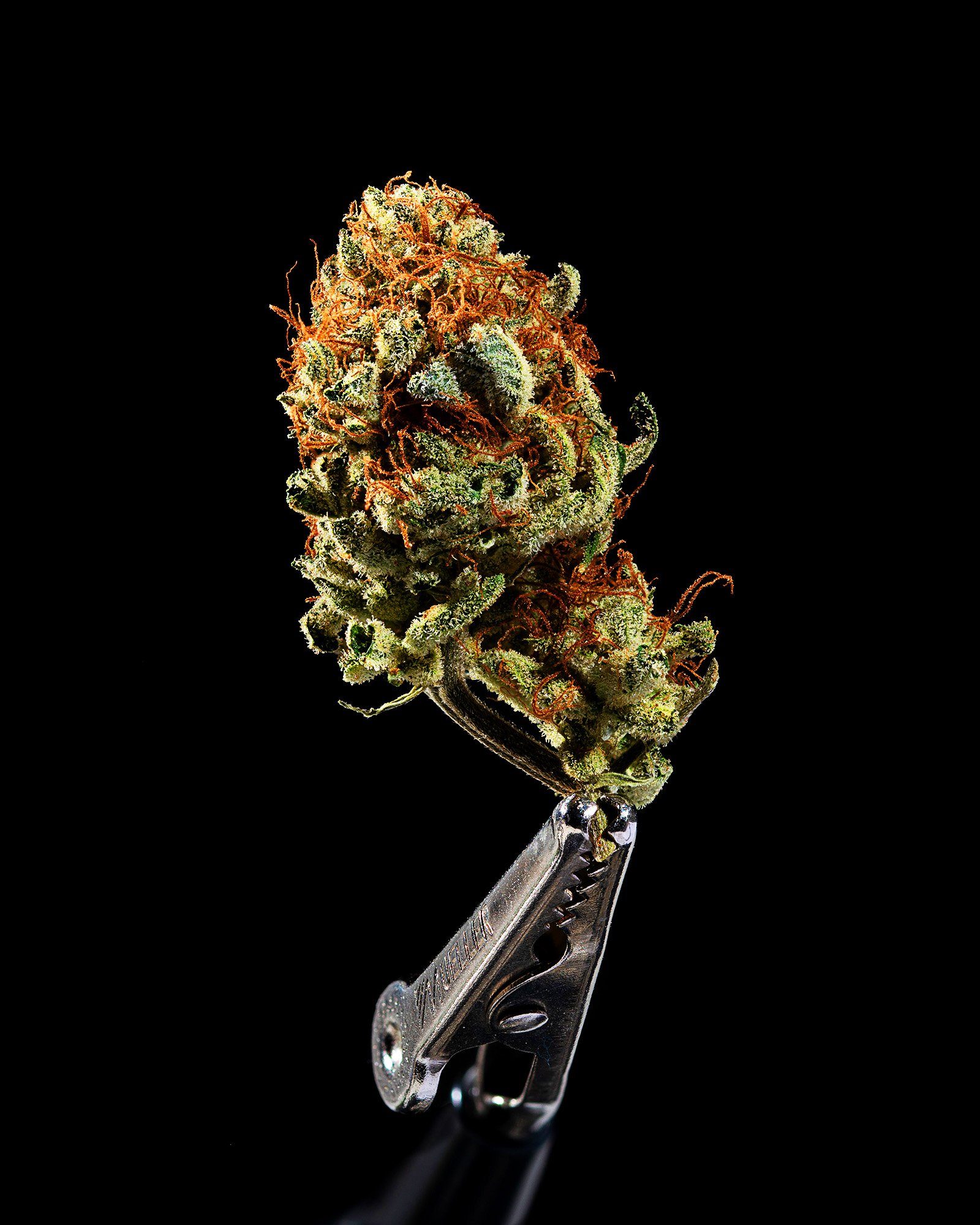 Close-up of a cannabis bud held by a metal clip against a black background.