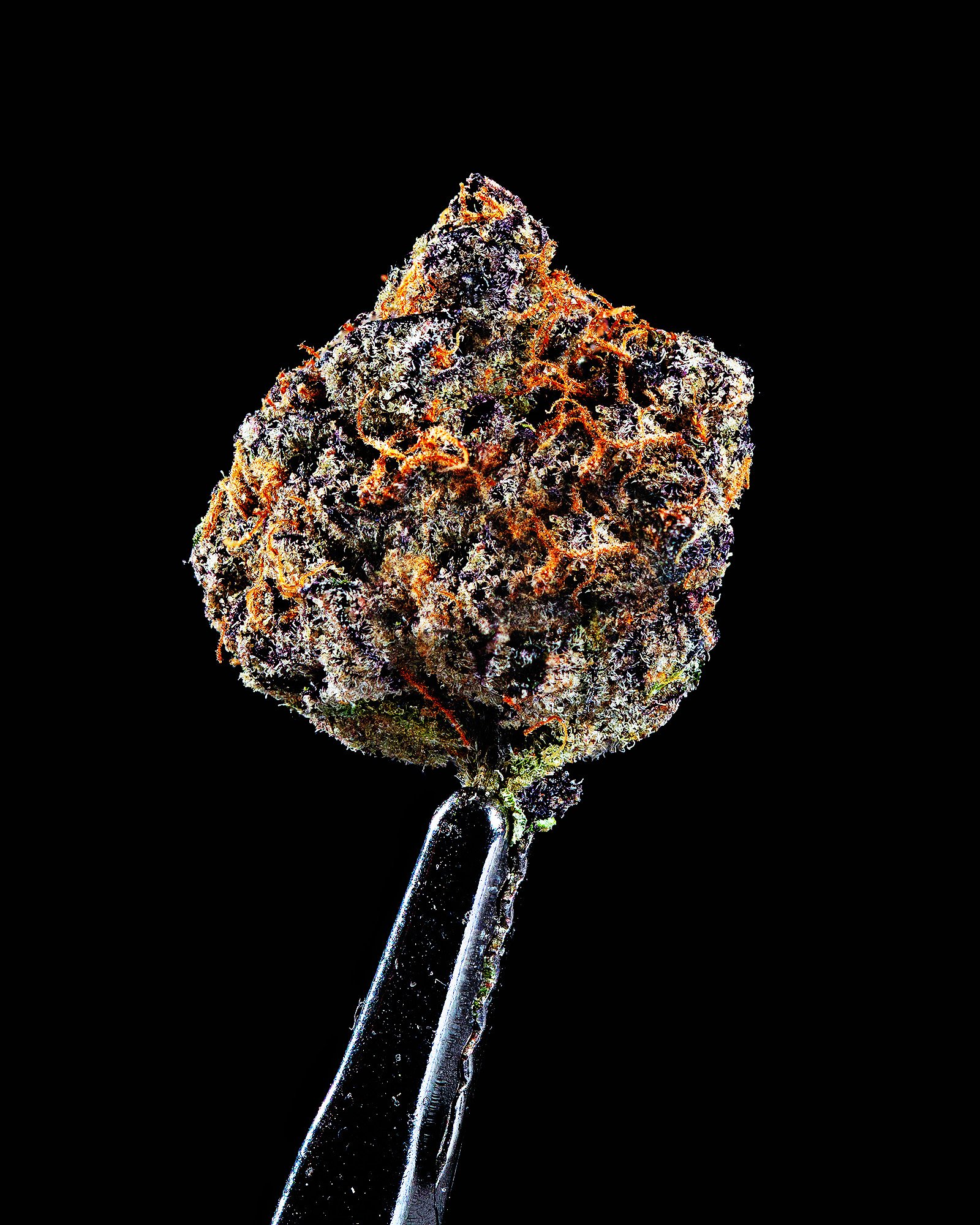 Close-up of a cannabis bud held by a pair of tweezers against a black background.