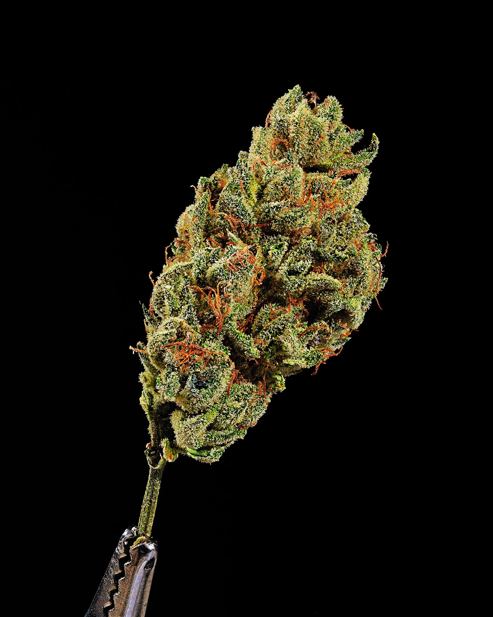 Close-up of a cannabis bud held by tongs against a black background.