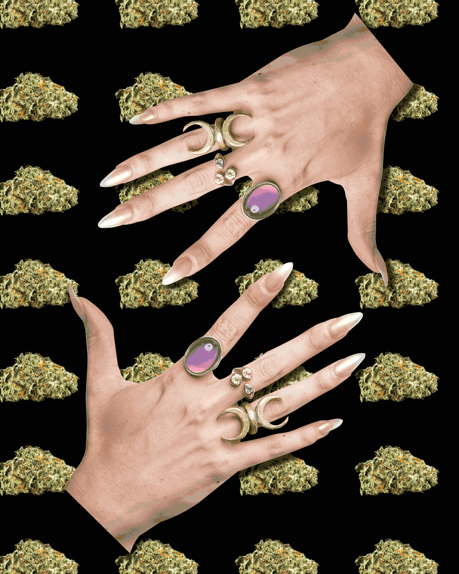 Two hands with rings, surrounded by cannabis buds on a black background.