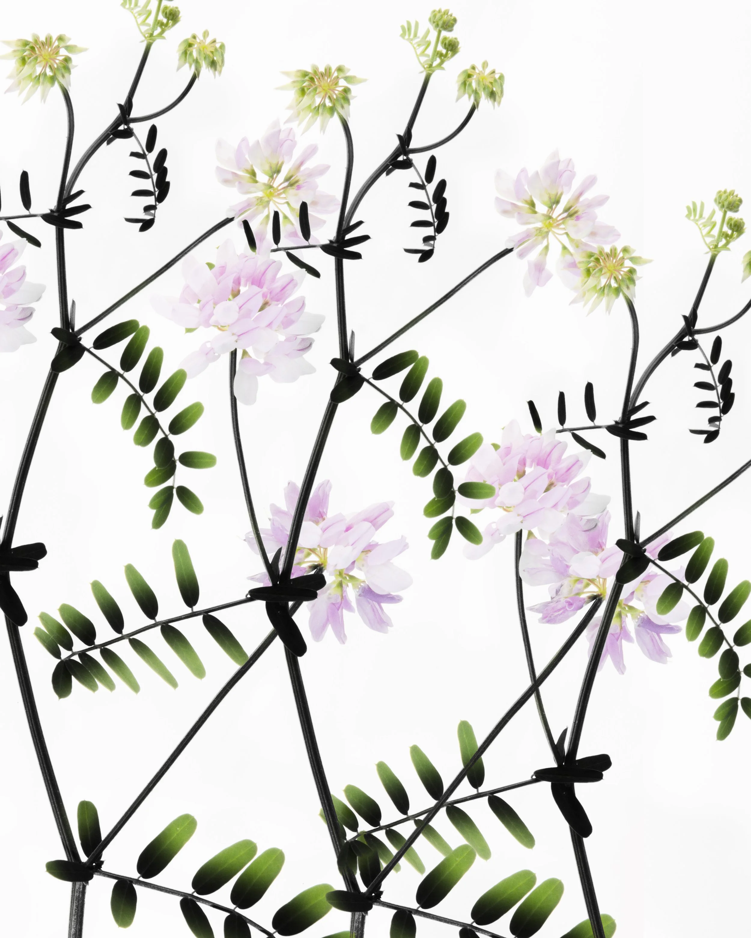 A creatively edited image blending flowers and a wireframe structure with green leaves, pink blossoms, and black wire elements.