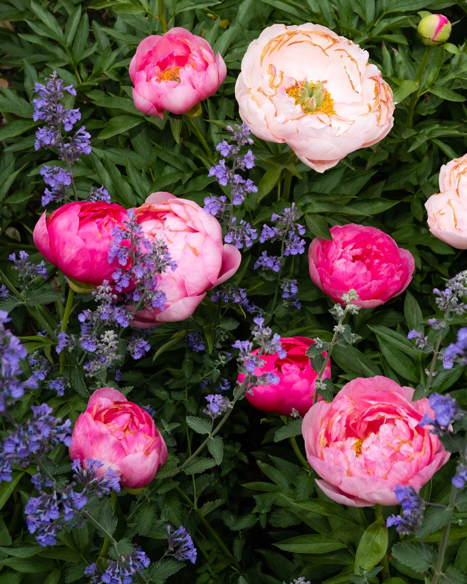 Pink and white peony flowers with purple small blossoms and green foliage.