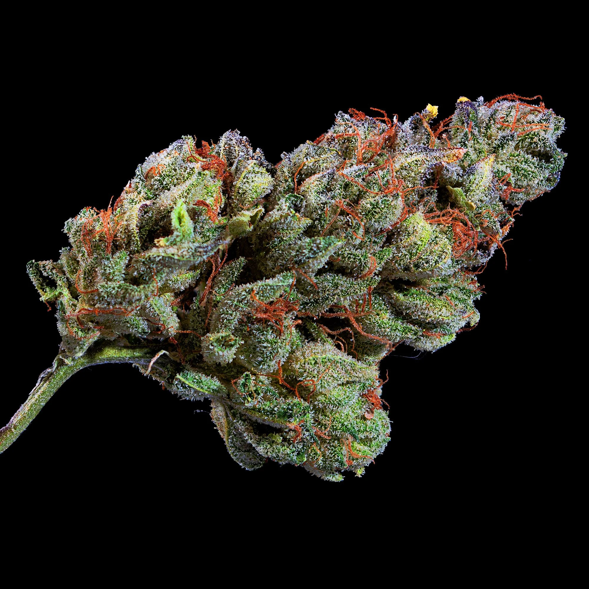 Close-up of a cannabis bud with orange pistils and trichomes on a black background.