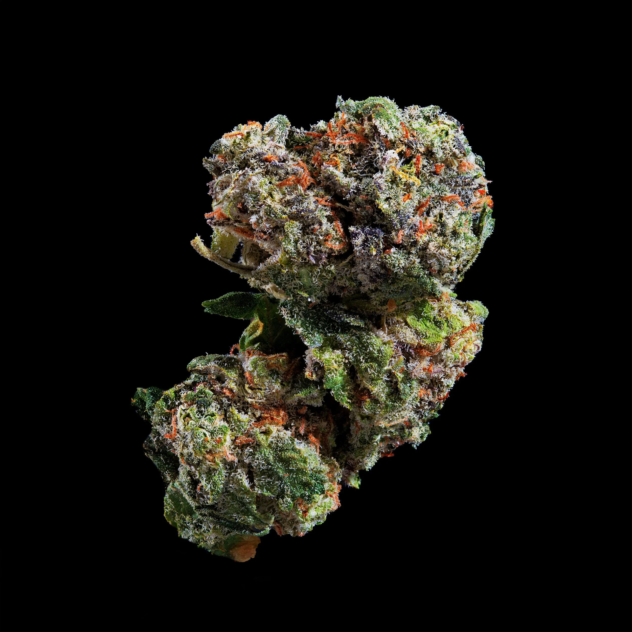 Close-up of a cannabis bud with purple, green, and orange hues covered in trichomes against a black background.