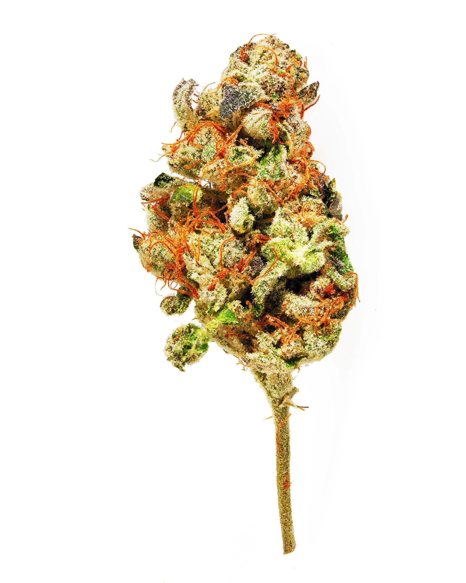 Close-up of a cannabis bud with orange pistils, green leaves, and frosty trichomes on a white background.