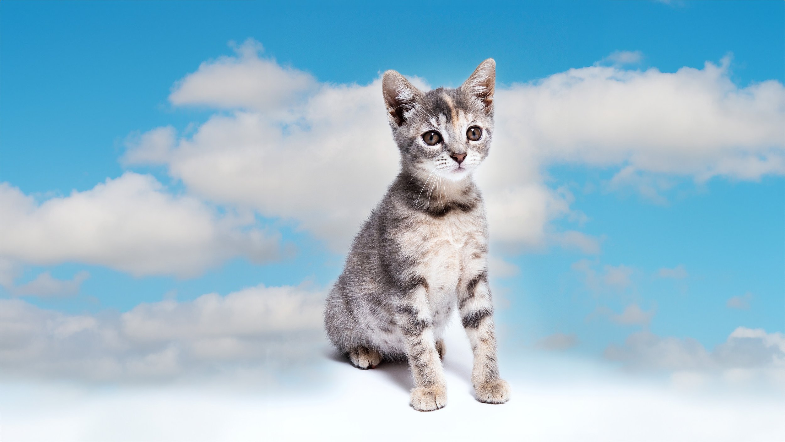 A kitten sitting outdoors against a bright blue sky with scattered clouds.