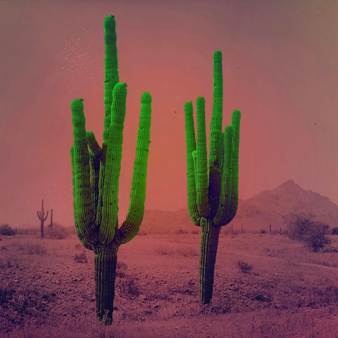 Bright green cacti in a desert landscape with a pinkish sky and distant mountain in the background.
