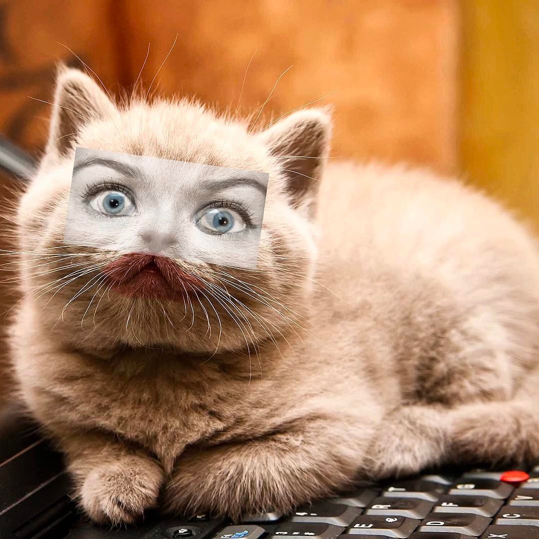 A cat with a rectangular face of a human female with blue eyes and makeup, digitally edited onto its face, lying on a keyboard.