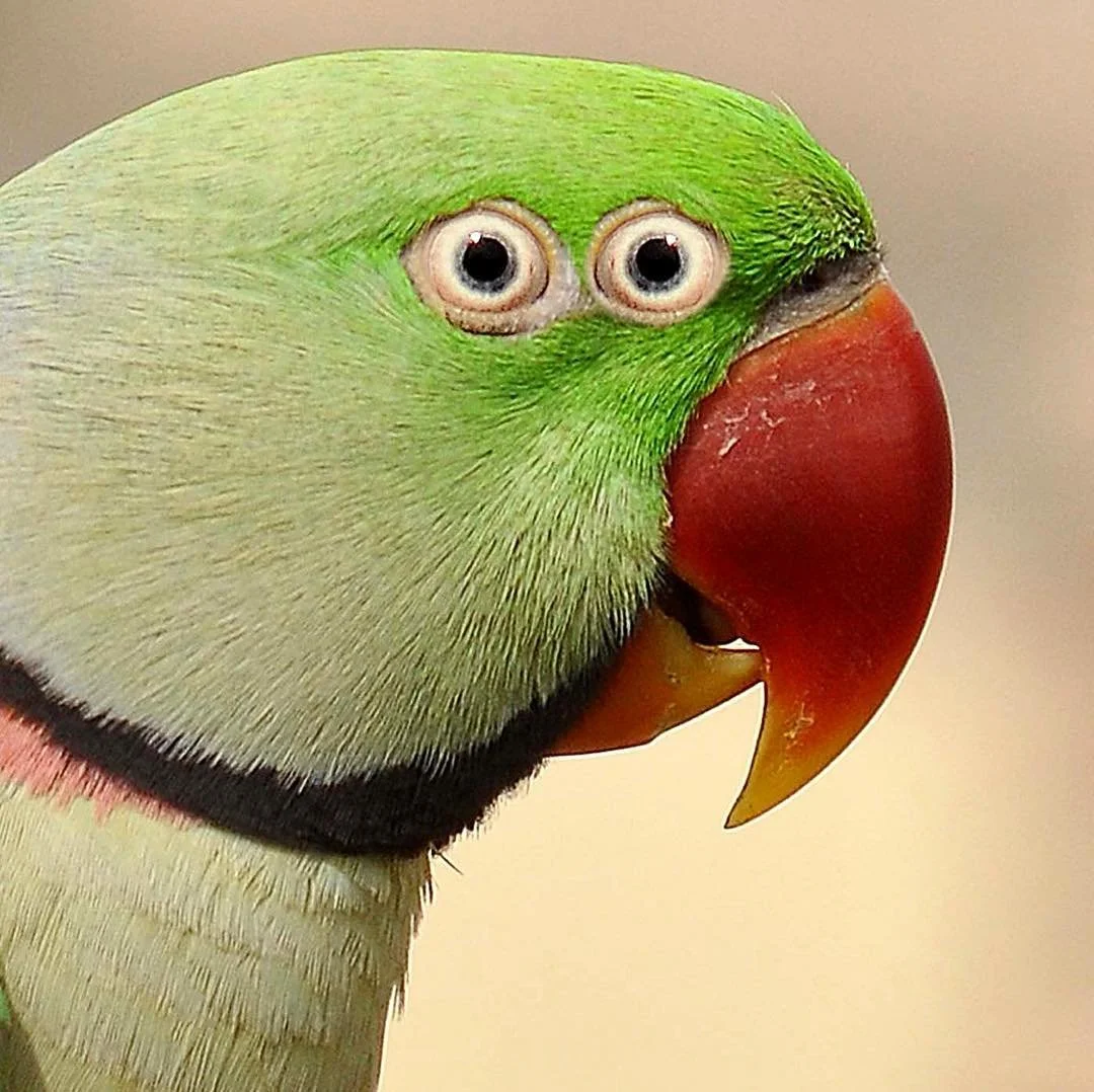 Close-up of a bird with the body of a parakeet and the face of a human with wide eyes. The bird's beak is orange and curved.