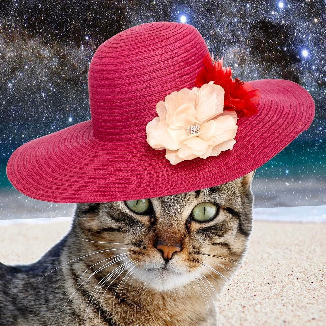 A cat wearing a large pink sunhat with a beige flower and red feather, set against a starry night sky background.