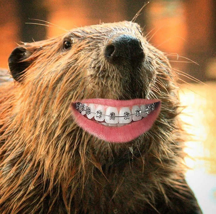 A beaver with a mouth edited to have a big smile with hall braces.