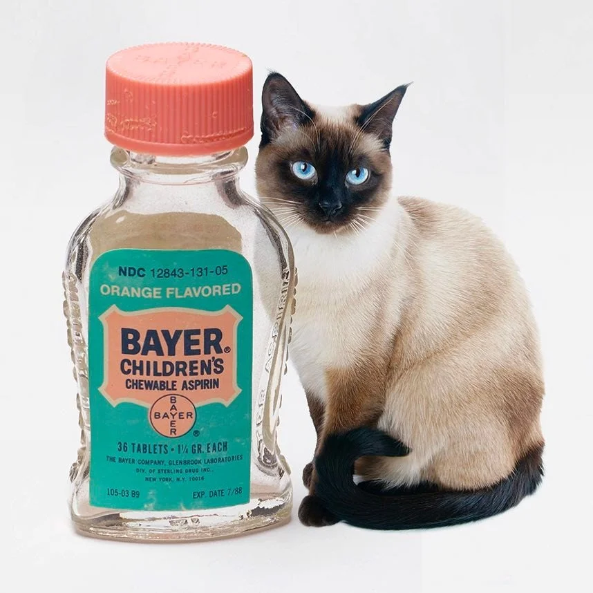 A bottle of Bayer children's chewable aspirin with an orange flavor next to a Siamese cat with blue eyes