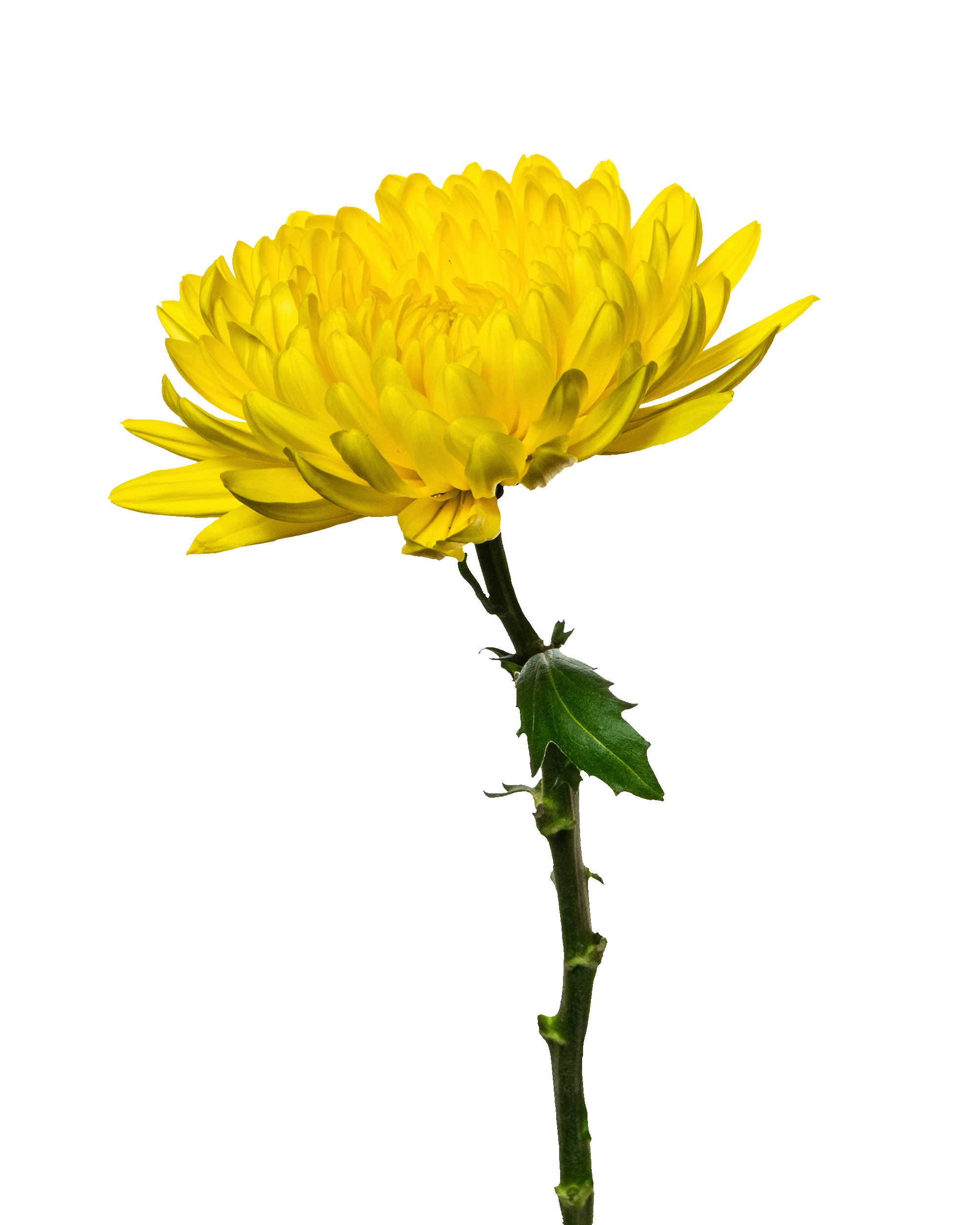 Yellow chrysanthemum flower with green stem and leaf on black background.