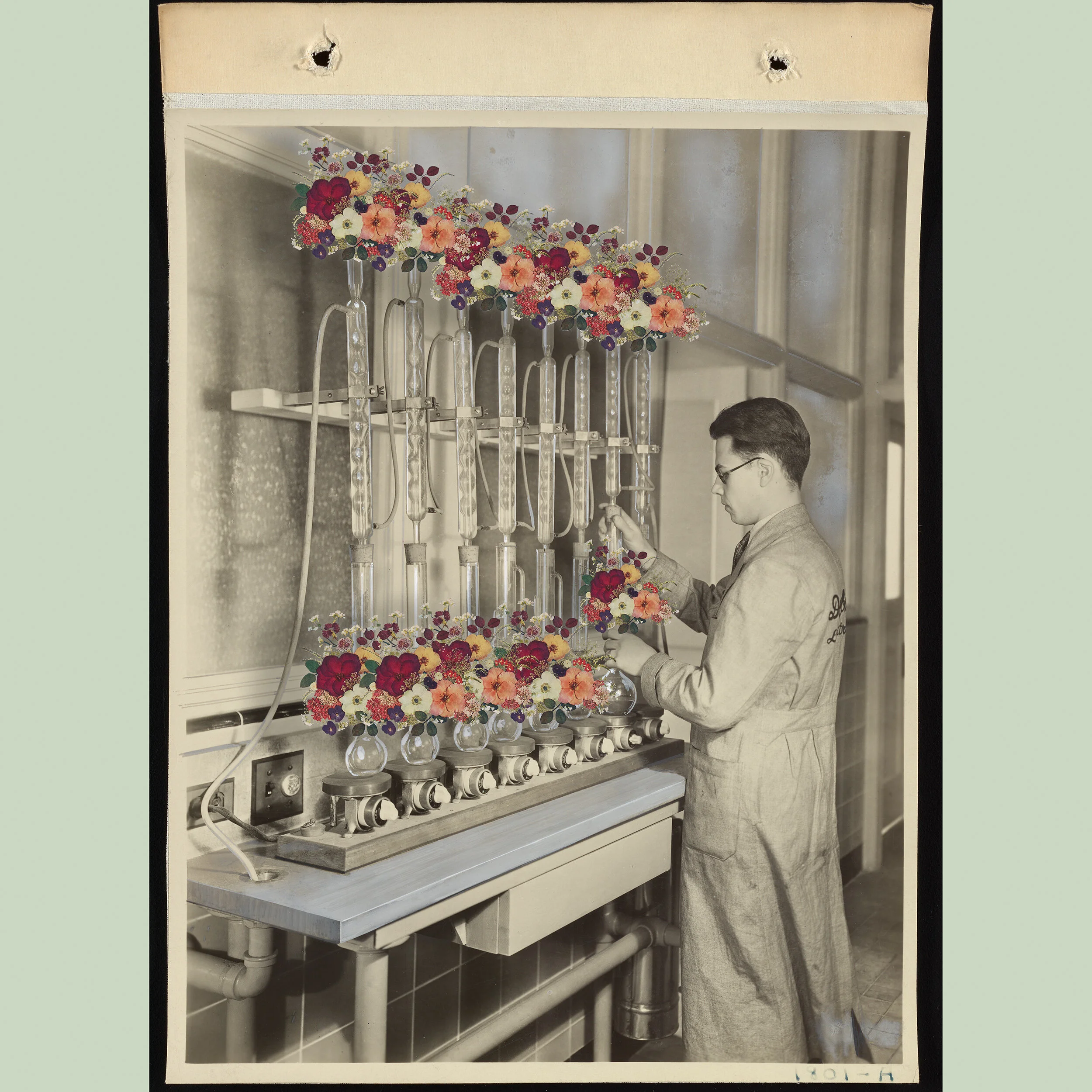 A black-and-white photo of a scientist working in a laboratory with floral arrangements and glassware connected by tubes.