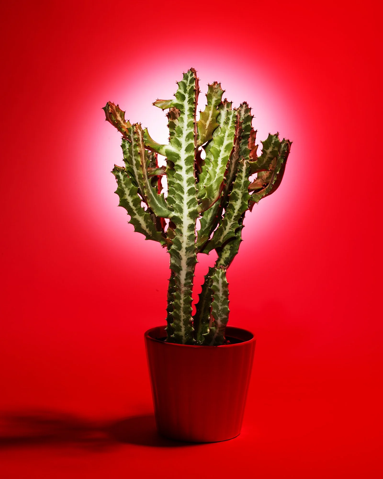 A green cactus plant with spiky edges in a red pot, set against a red background with a light glow around it.