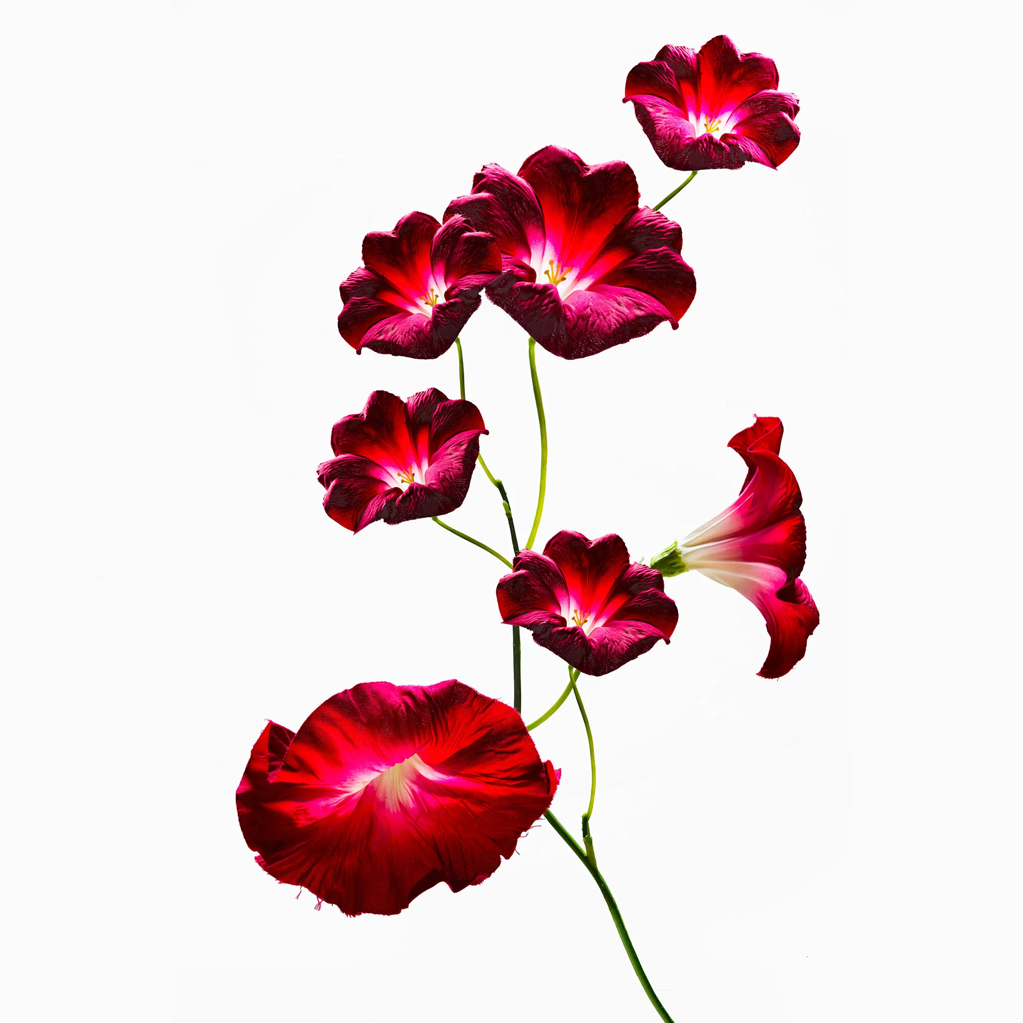 A cluster of red and pink morning glory flowers on a green vine against a white background.