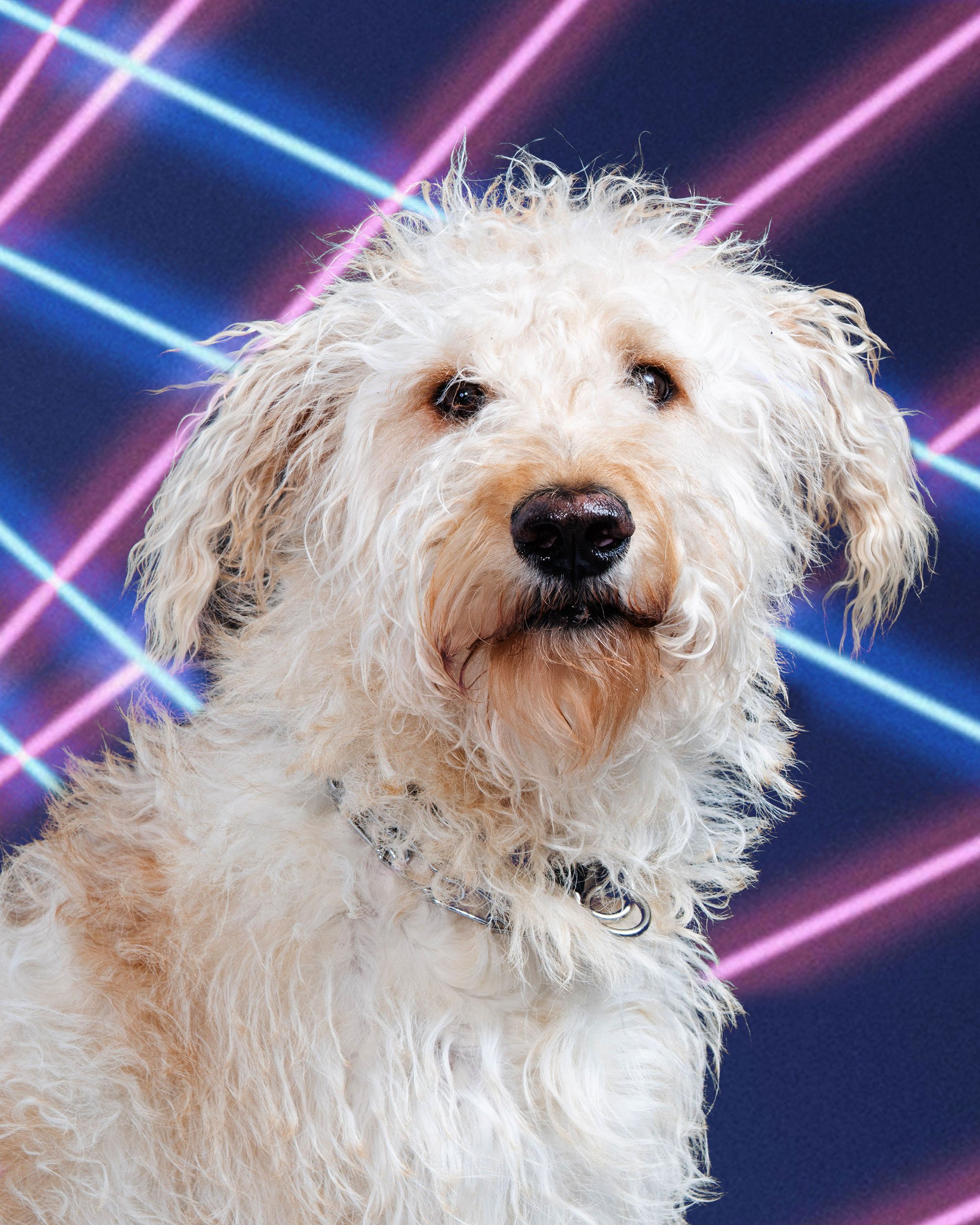 A fluffy white dog with curly fur against a dark background with colorful laser light streaks.
