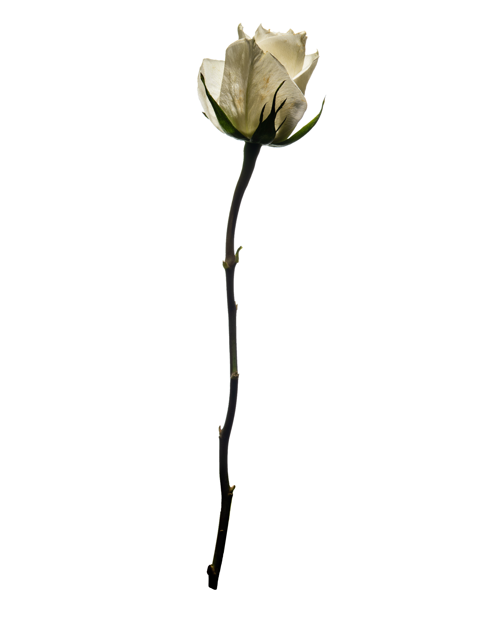 A single white rose with a long, curved stem and dark green sepals against a black background.