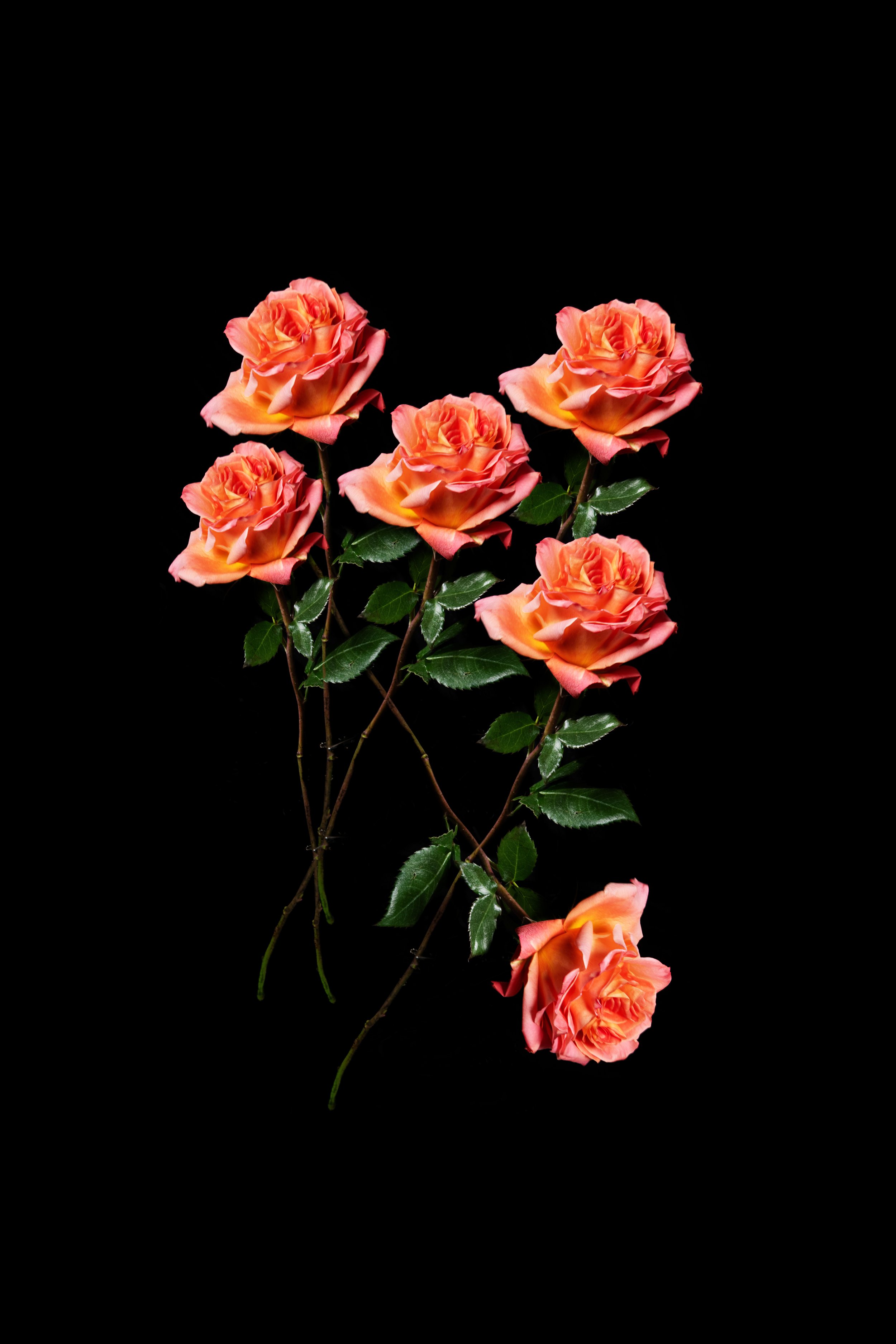Six peach-colored roses with green leaves arranged on a black background.