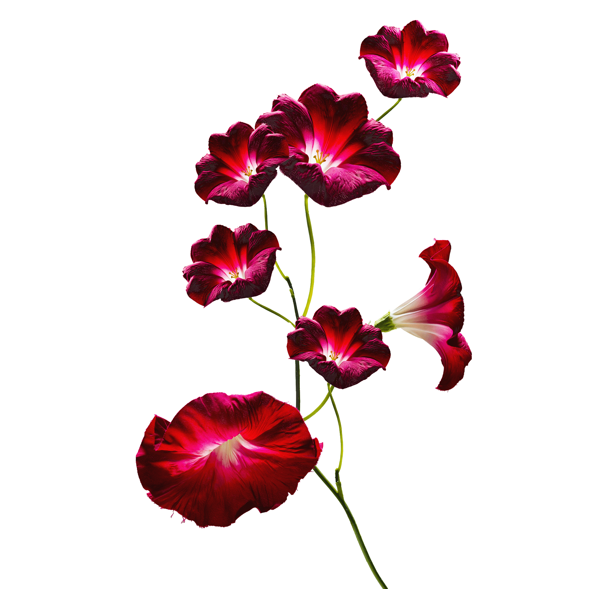 A stem with multiple dark red and pink flowers, some fully open and others in bud, isolated on white background.