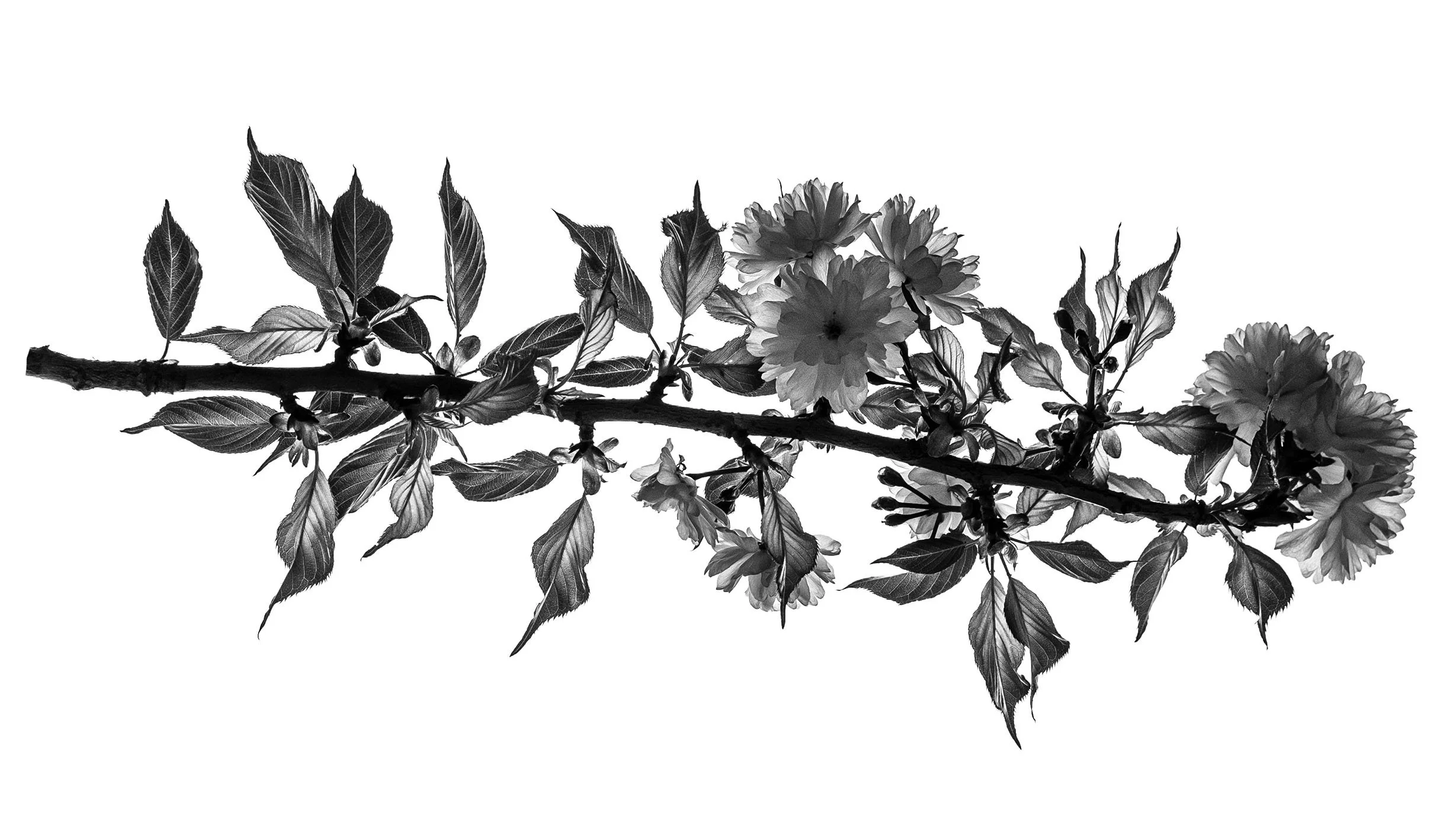Black and white photograph of a cherry blossom branch with flowers and leaves against a white background.