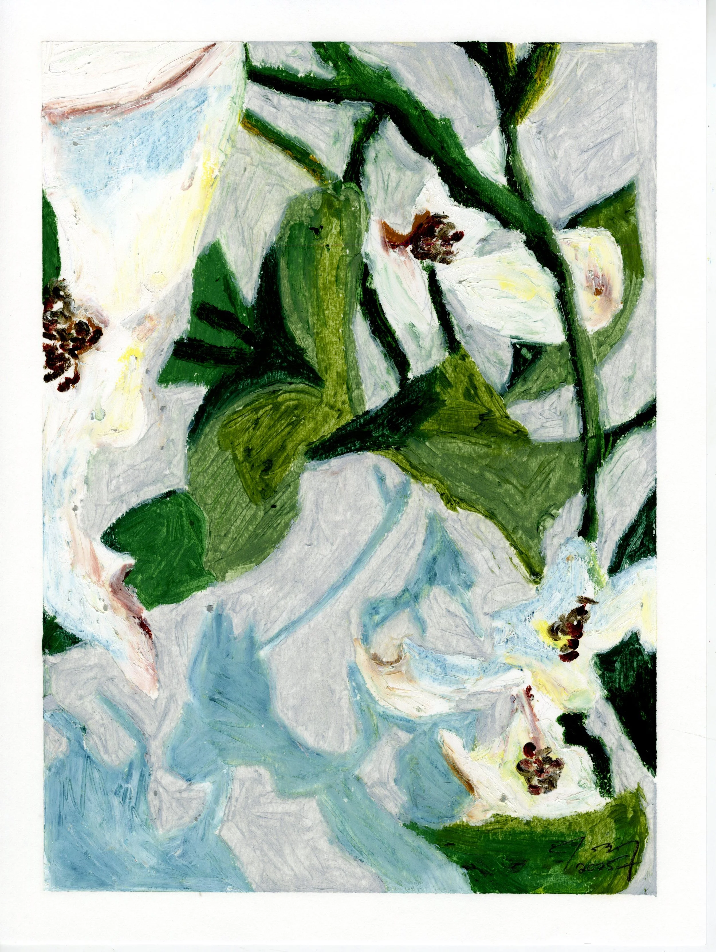 Orchid Shadow Series, VIII, oil pastel on paper, 9 in. x 12 in., 2025 - available for purchase $500.00 