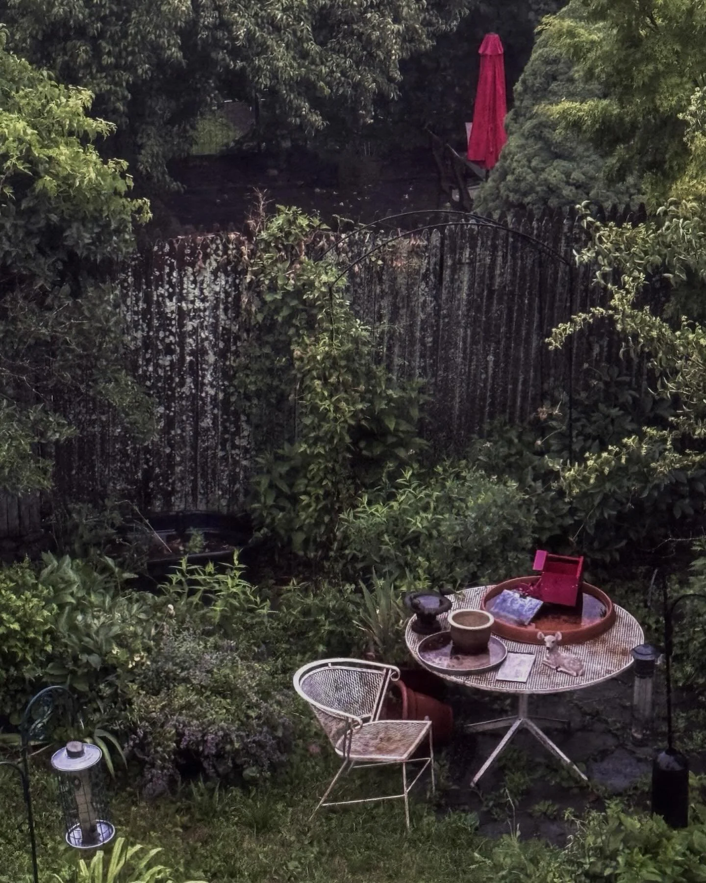 6:00 a.m., June 2026. Ordinary beauty after a morning rain. Sound effects would be a Carolina wren and a grey catbird floofing around in the mock orange. #ordinarybeauty #aftertherain #rainymorningphotography