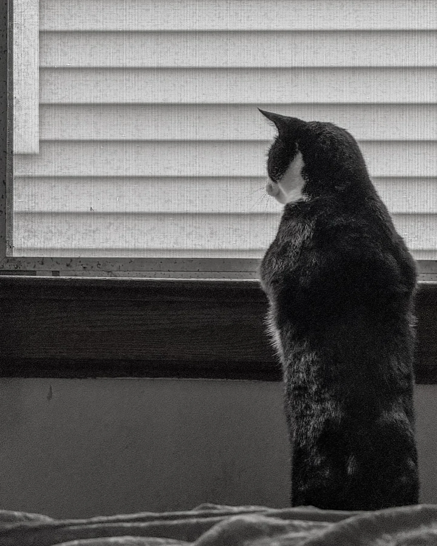 Buster. May 2026.

#busterthecat #rescuecatphotoseries #busterthetuxedo