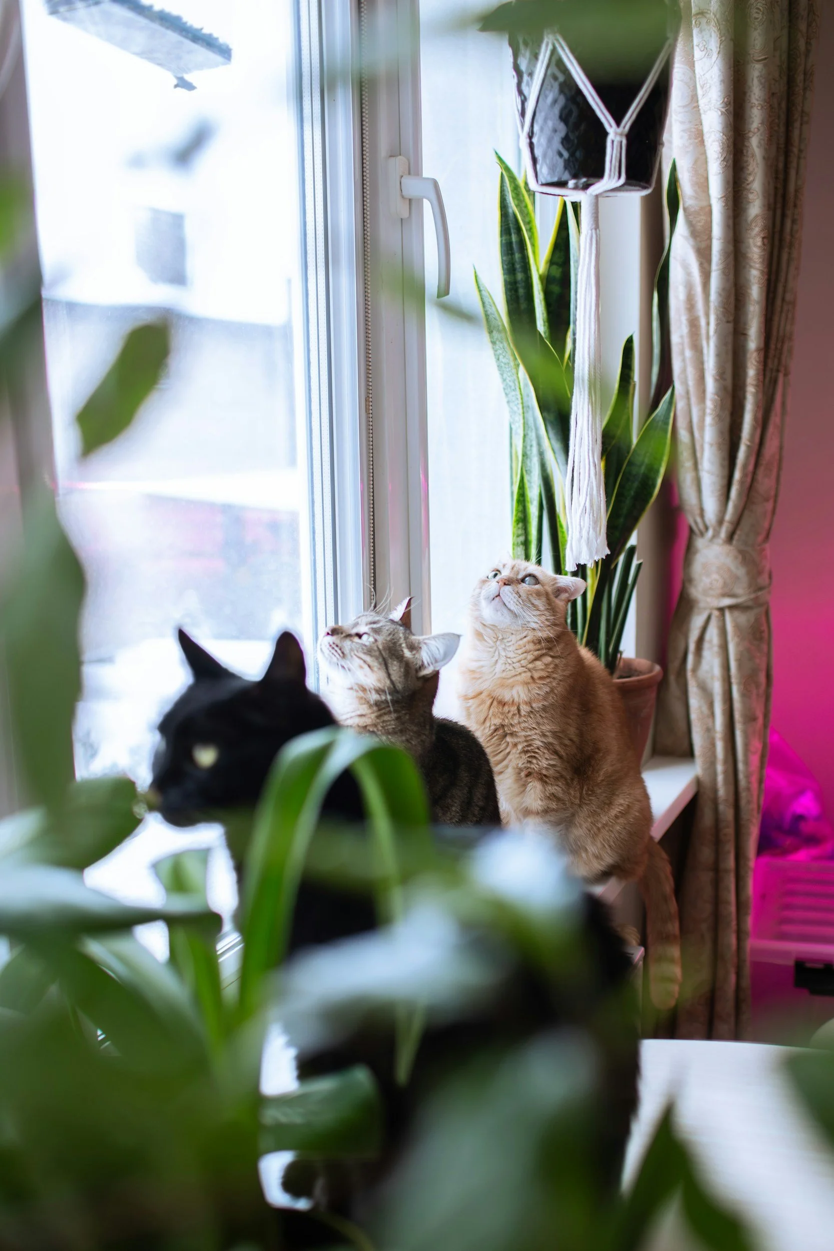 Three cats, one black, another tabby, and the last orange, all perched in a window with two potted plants.