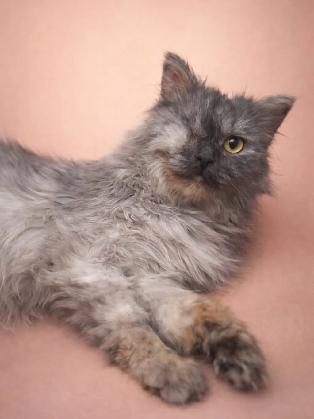 A fluffy gray and tan cat with one eye open, lying on a pink surface with a peach-colored background.