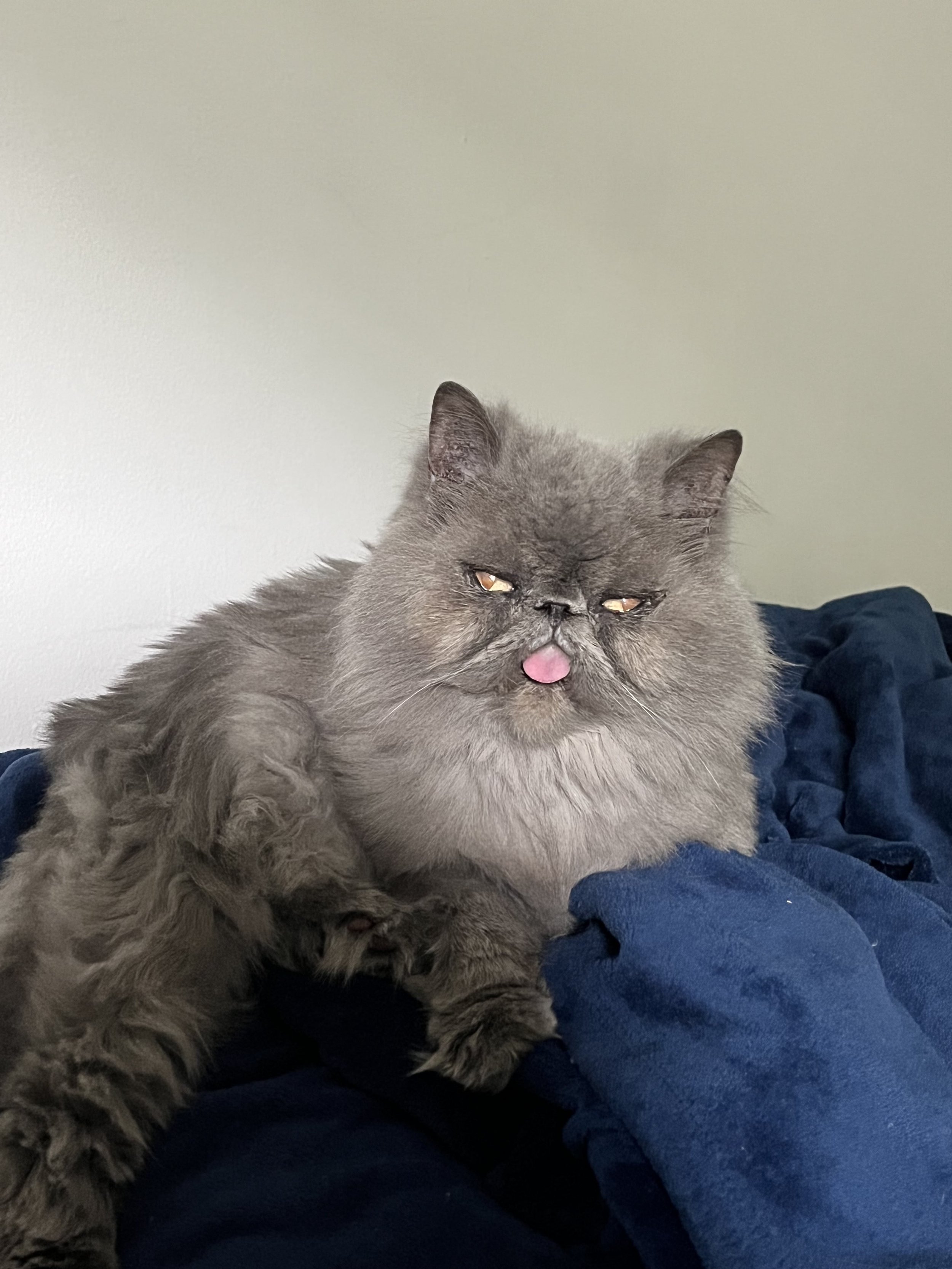A fluffy gray cat with closed eyes and a pink tongue sticking out, resting on a dark blue blanket.