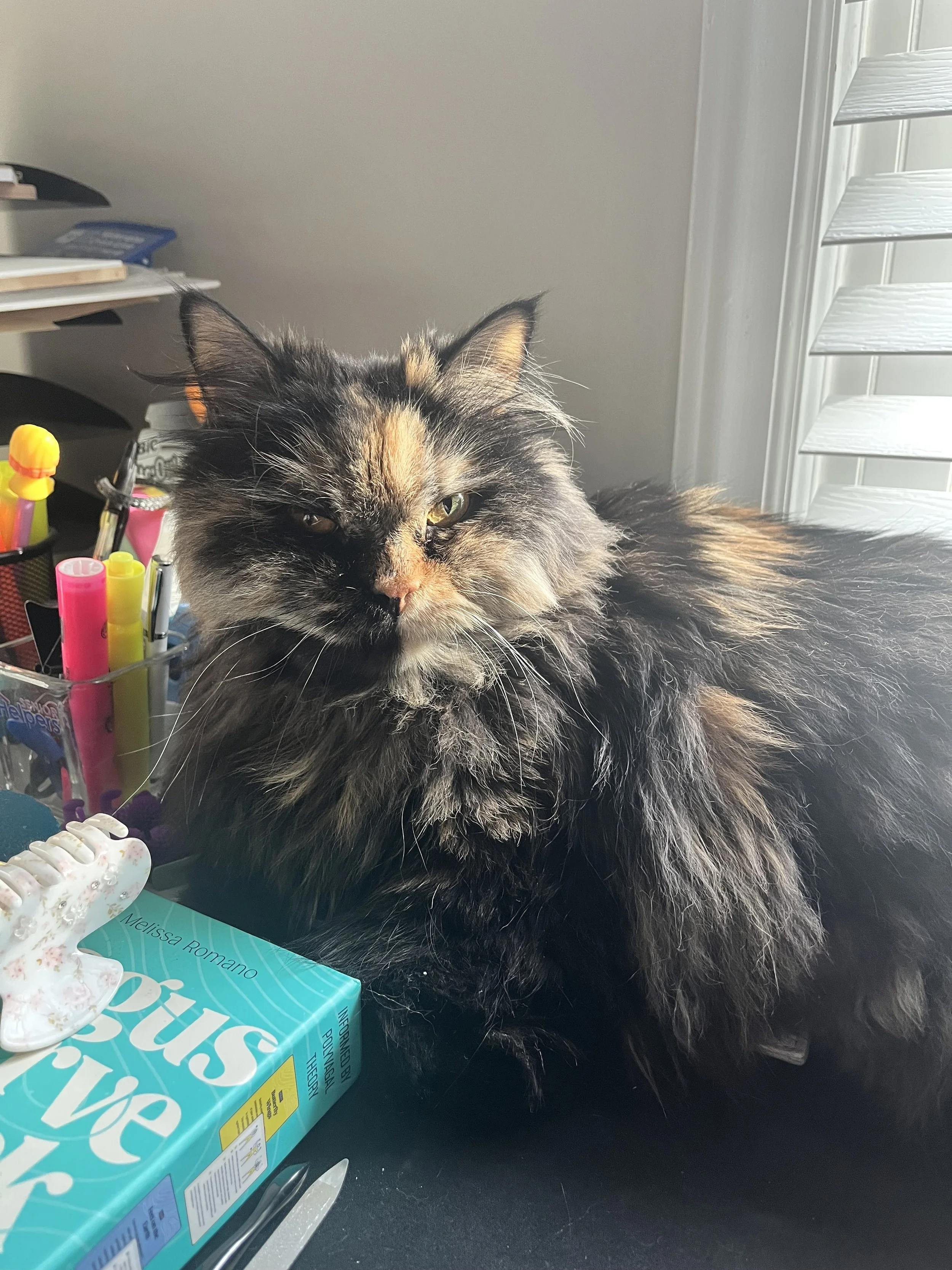 A long-haired calico cat with green eyes sitting on a desk next to office supplies and a box of tissues, near a window with blinds.
