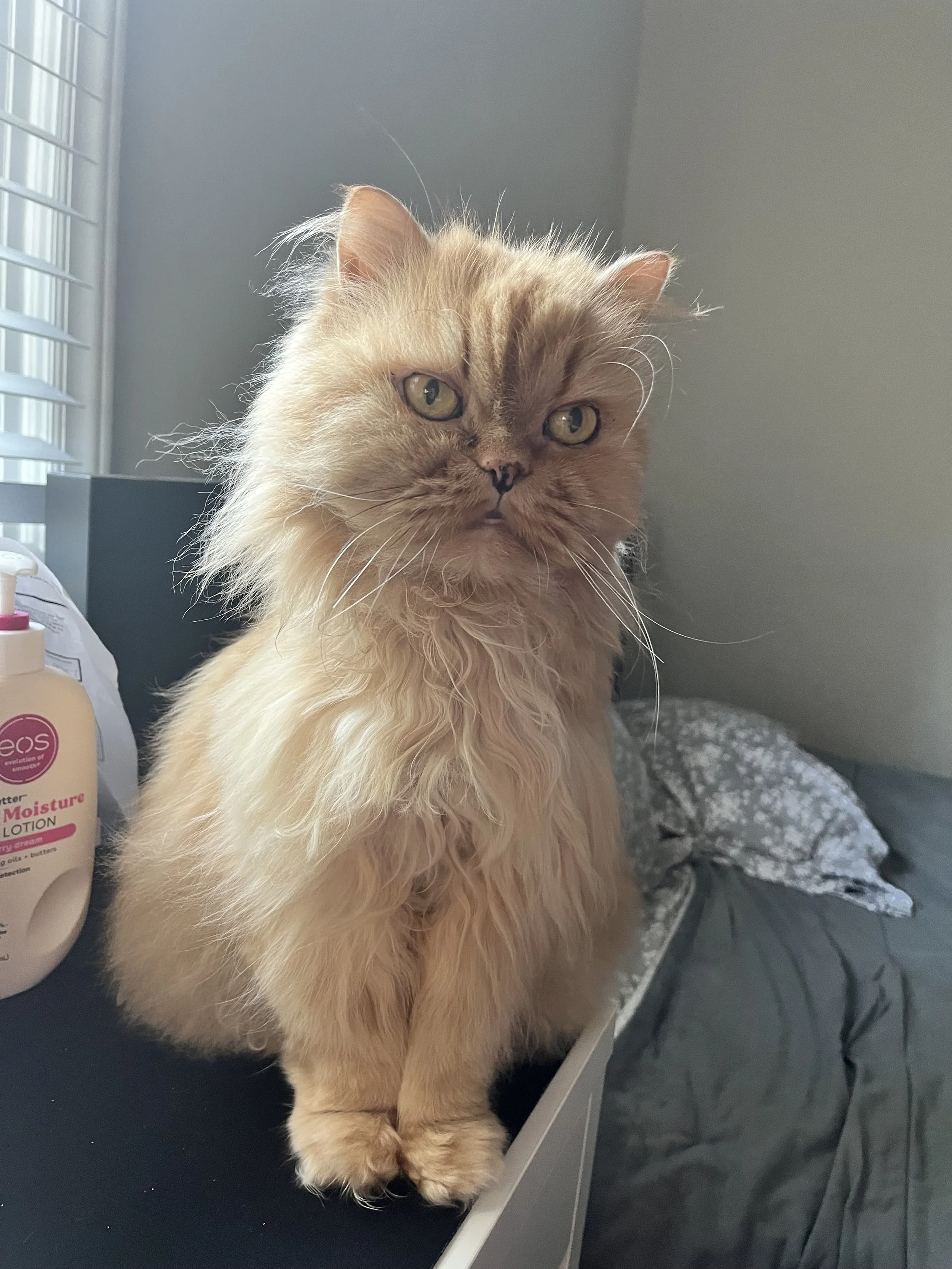 Cheeto Persian Cat Orange
