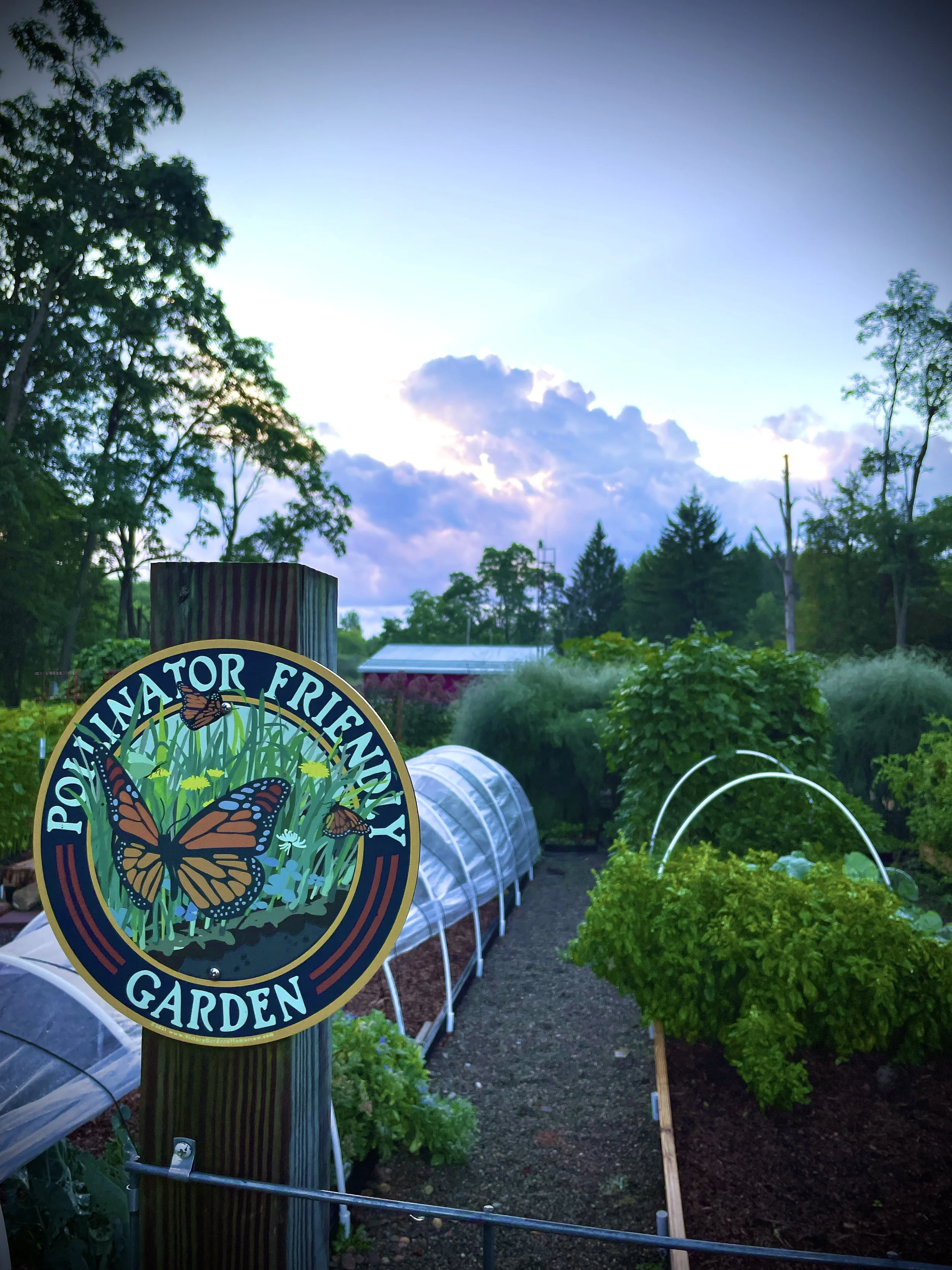 Vegetable garden with leafy greens and herbs, covered in small tunnels with a 'Pollinator Friendly Garden' sign featuring butterflies, under a partly cloudy sky at dusk or dawn.