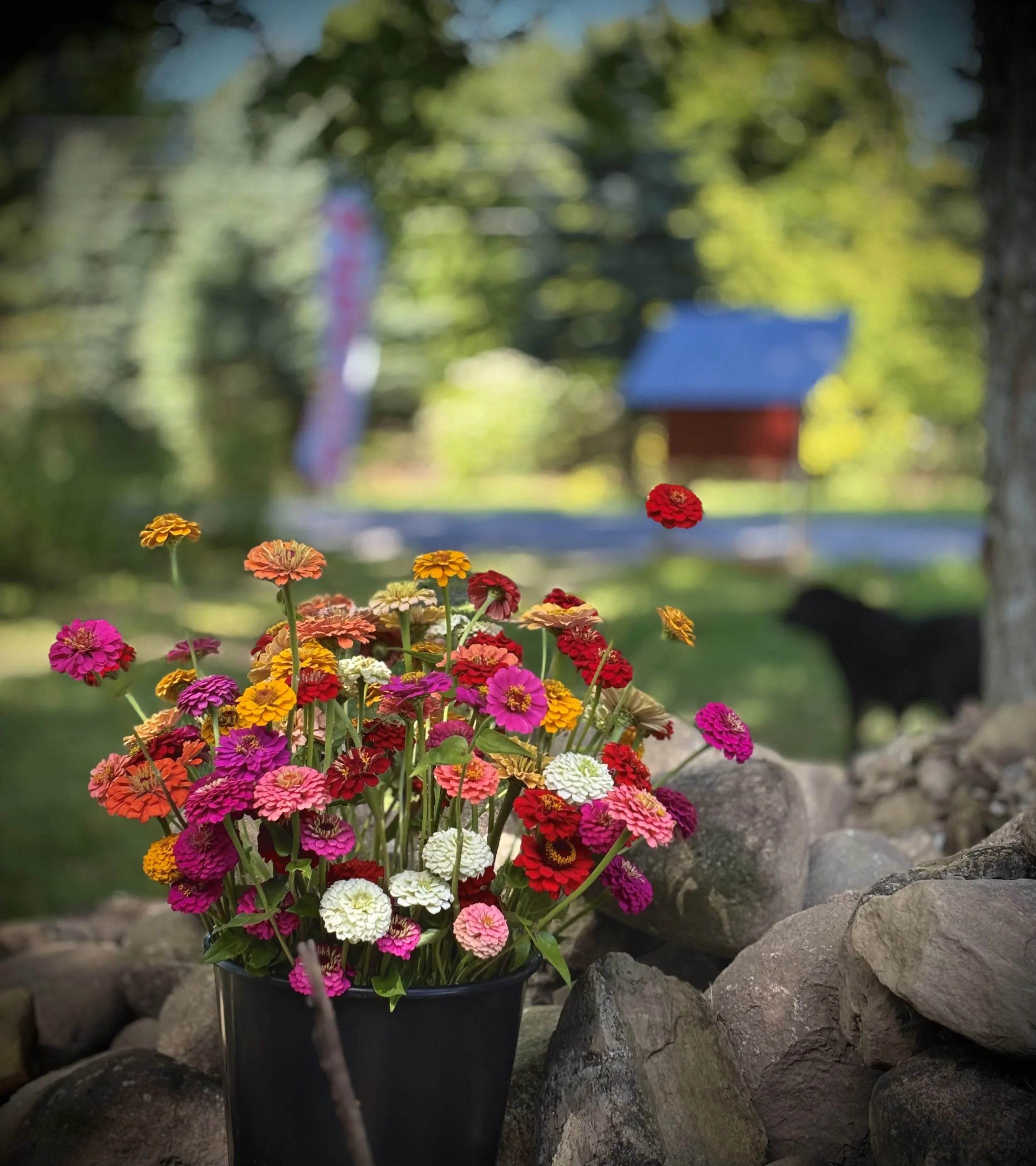 A black pot with colorful zinnia flowers in the foreground, rocks surrounding the pot, a tree trunk on the right, blurred green trees, and a black dog in the background.