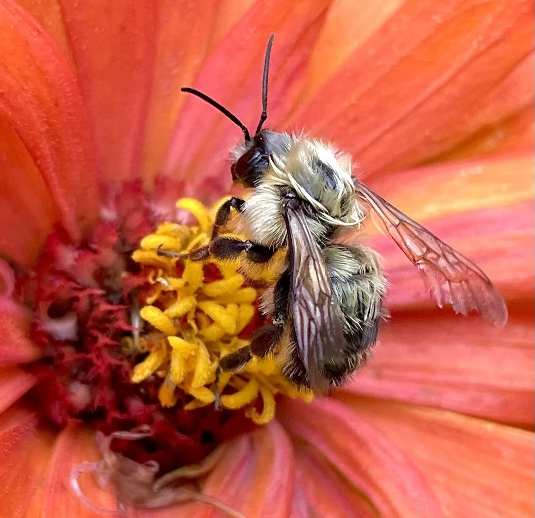 A bee with fuzzy black and yellow body collecting nectar from the yellow center of a vibrant orange flower.