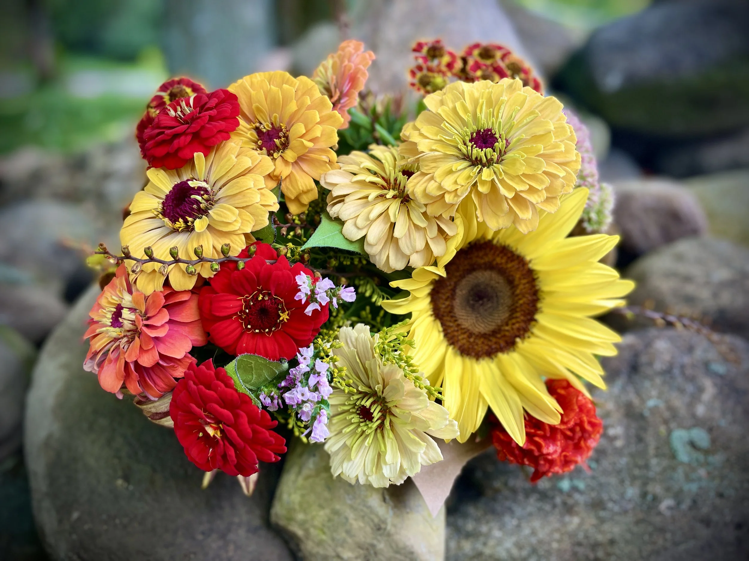 A colorful bouquet of various flowers including sunflowers, zinnias, and other blooms placed on rocks outdoors.