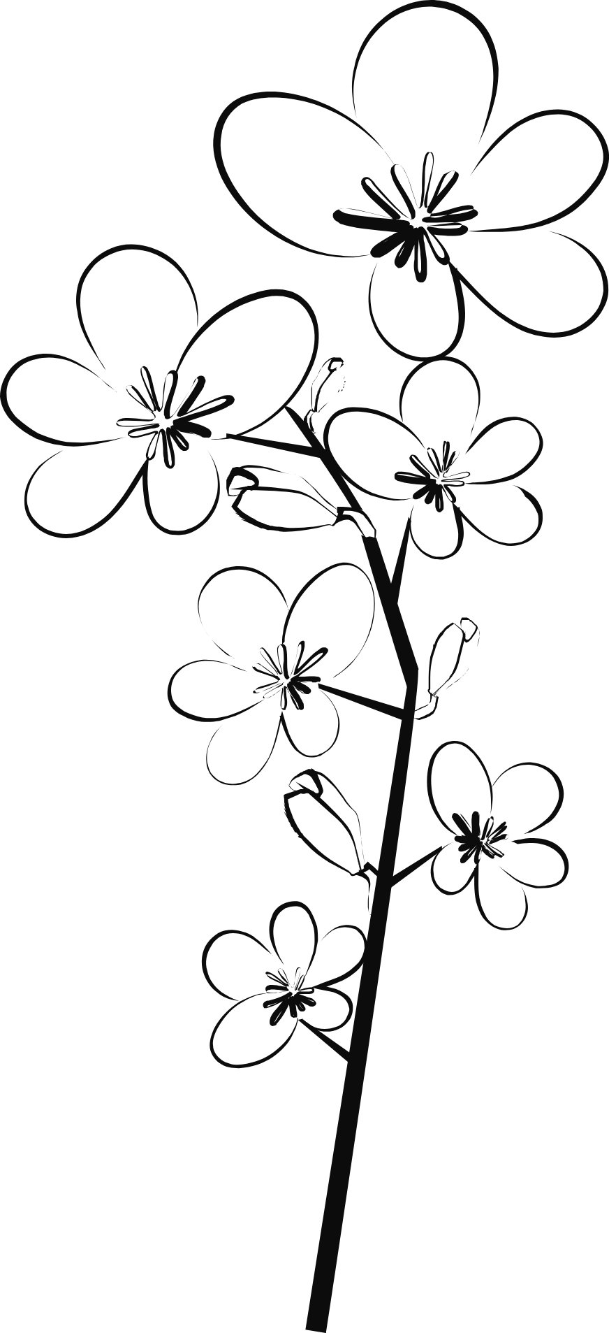 Outline drawing of a branch with multiple small flowers and buds.