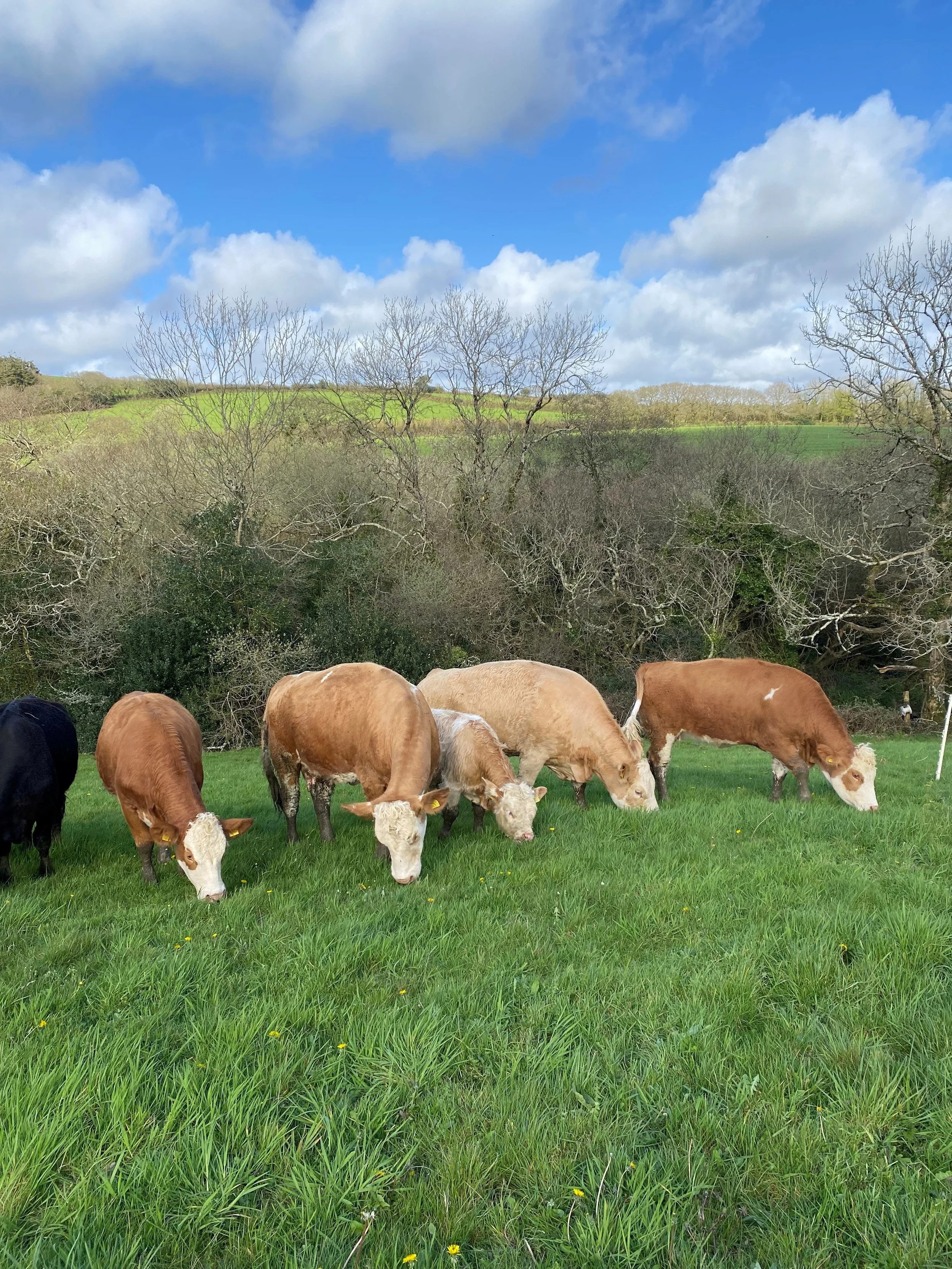 Simmental Cows grazing on a green field with rolling hills, trees, and a partly cloudy sky in the background.