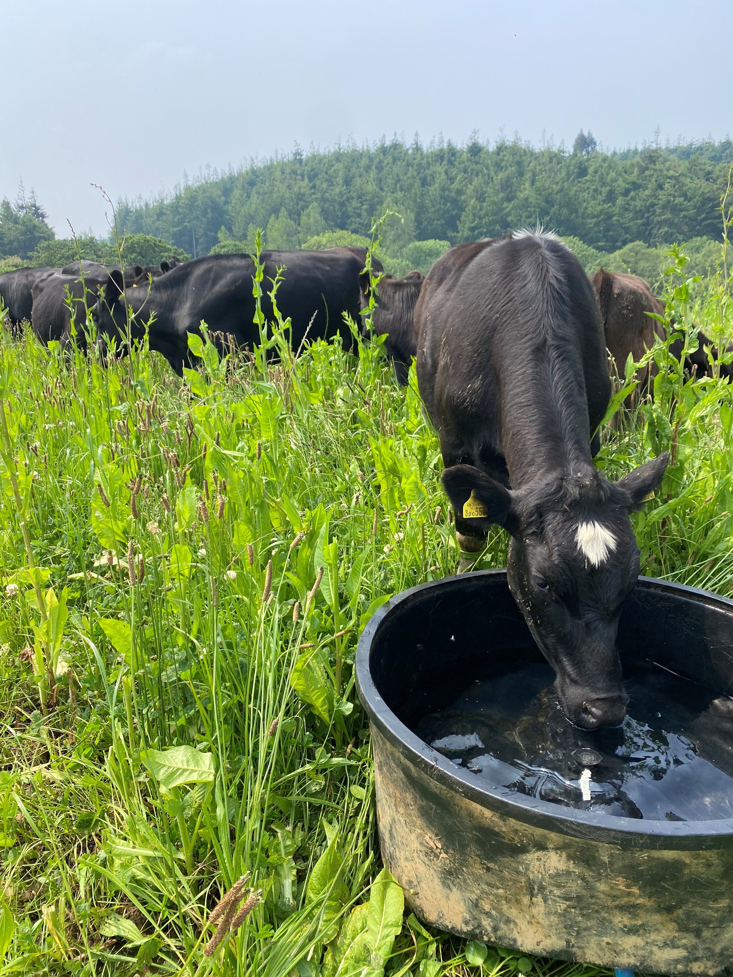 A group of black cows grazing in a green field with trees in the background. One cow is drinking water from a black plastic tub.