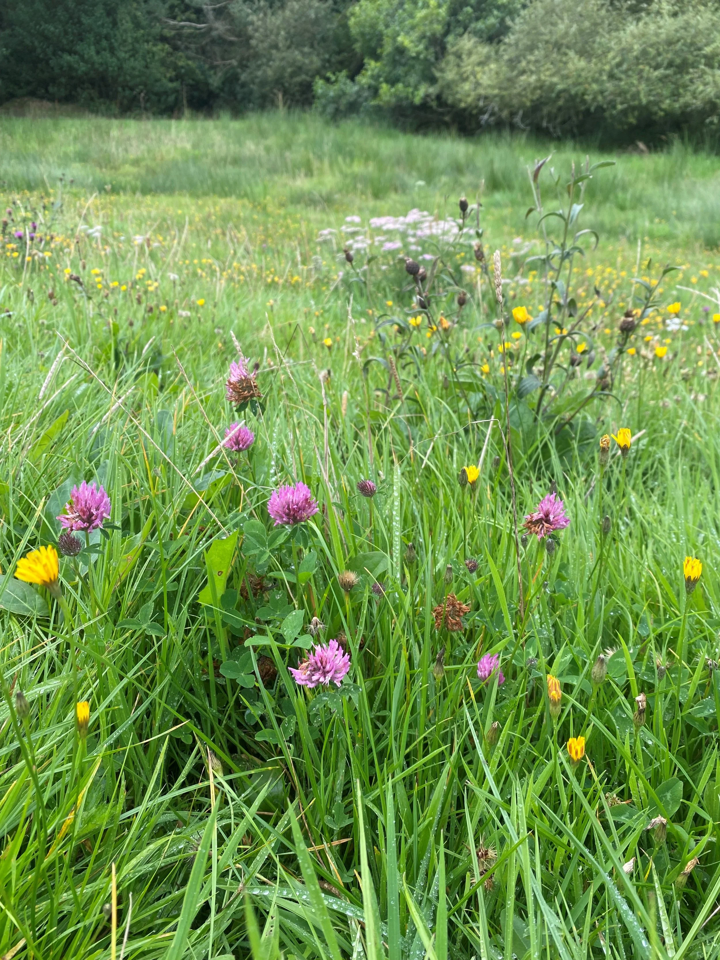 A lush green meadow with purple and yellow wildflowers, with a backdrop of trees and a cloudy sky.
