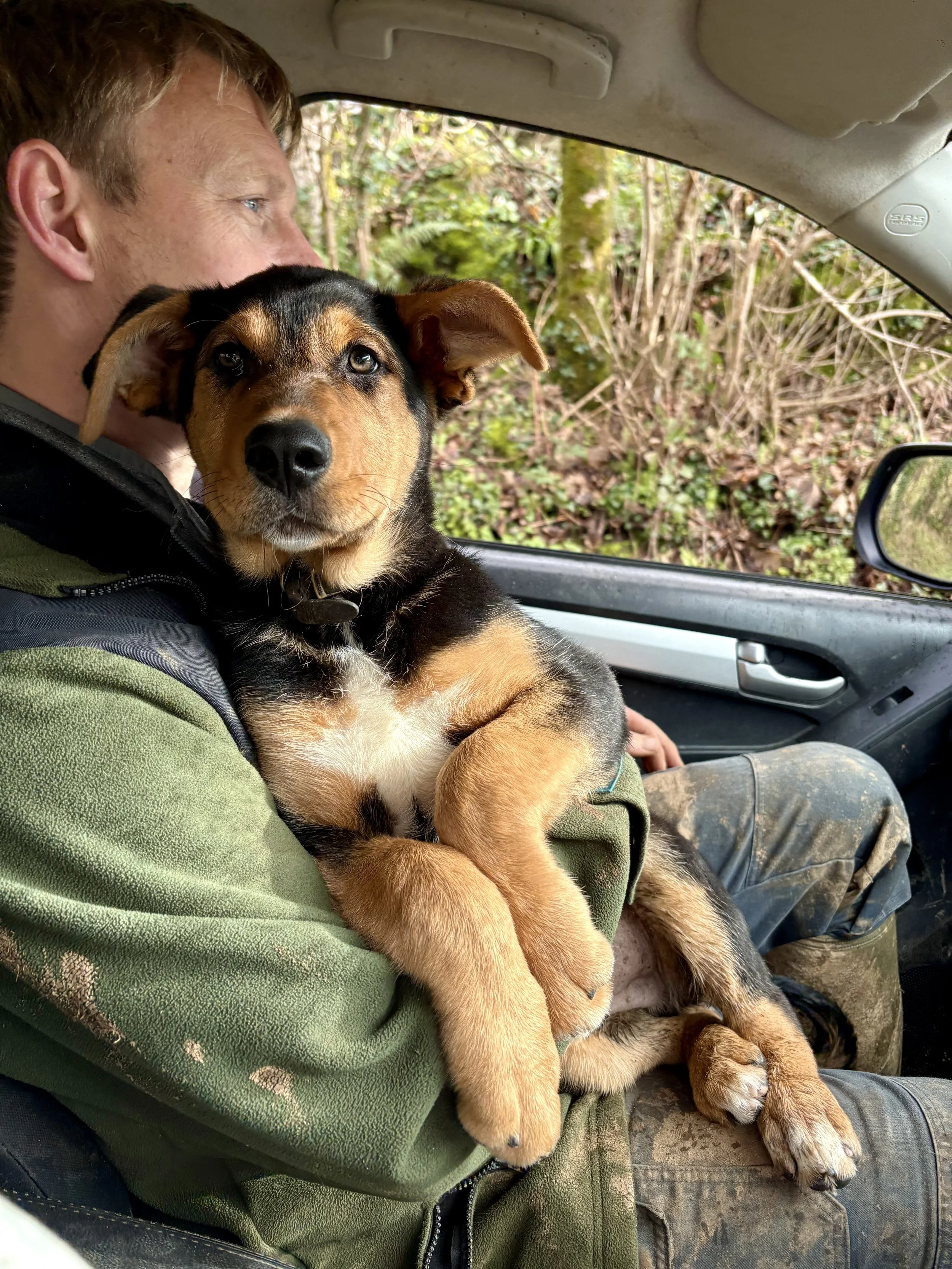 A man and a huntaway puppy sitting in a truck. The puppy is being held on the man's lap, facing the camera, with a forested background visible through the vehicle window.
