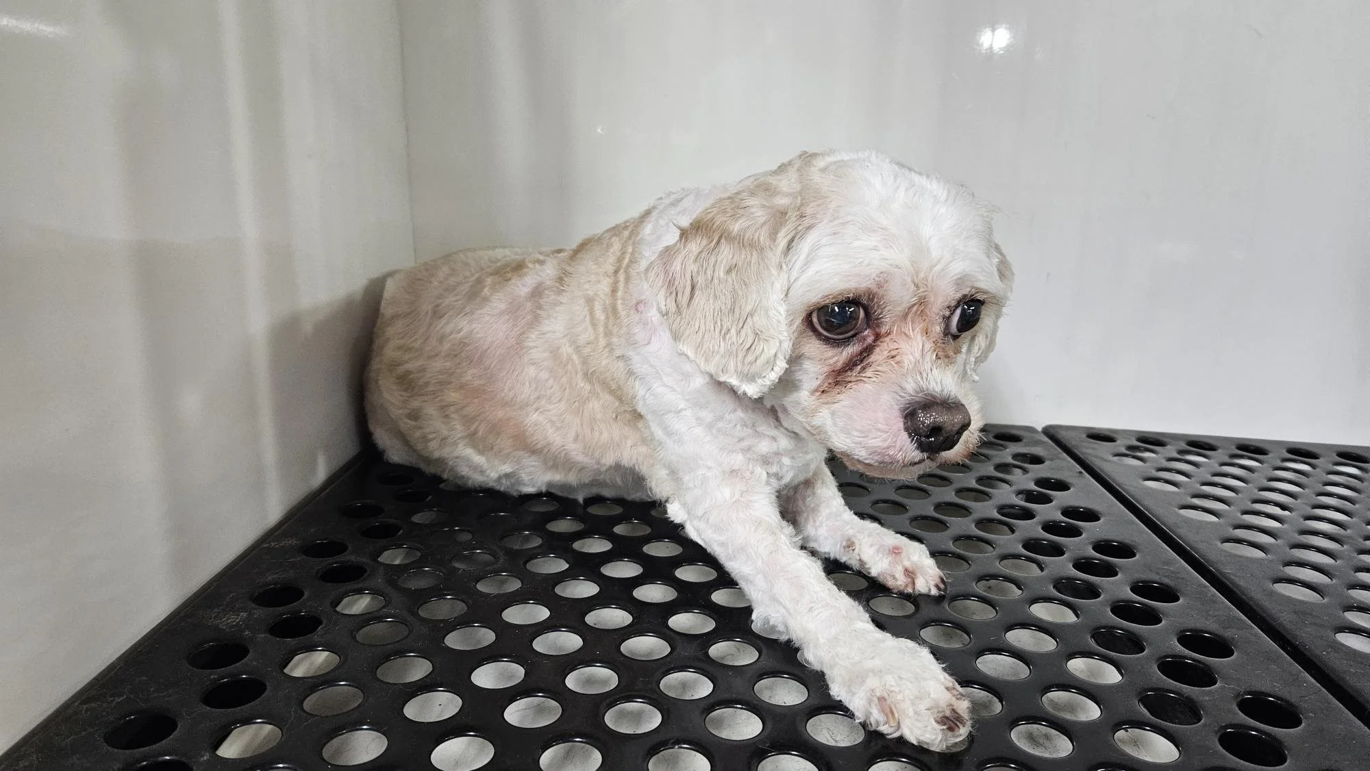 Small white puppy with brown spots sitting on a black rubber mat inside a stainless steel enclosure, looking sad and watery-eyed.