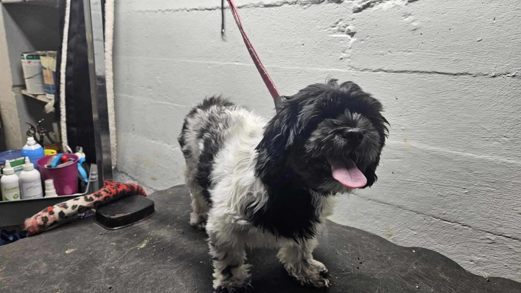 A black and white fluffy dog with its tongue out standing on a grooming table at a pet grooming salon.